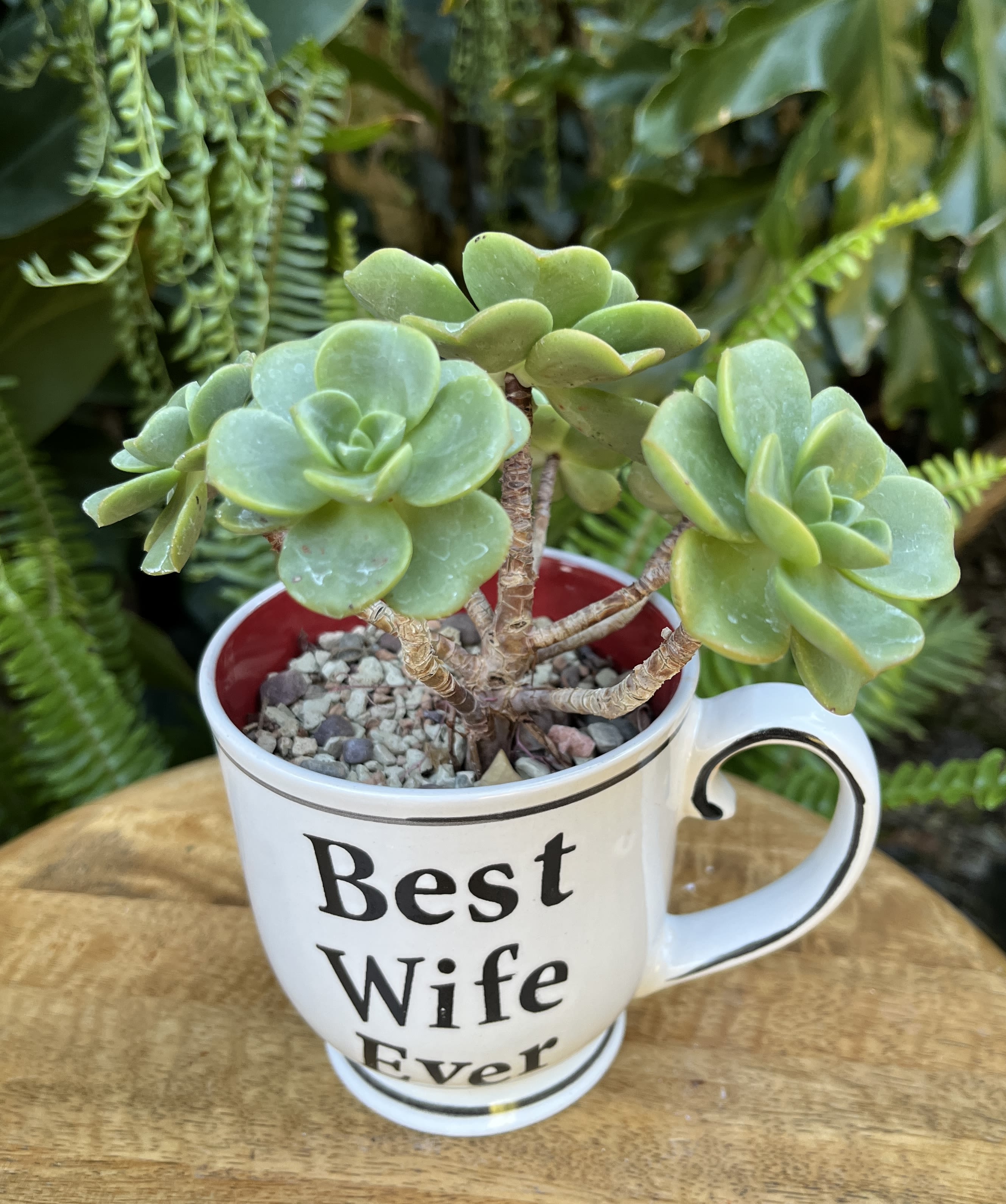 Potted green succulent in a white Best Wife Ever mug on a wooden surface