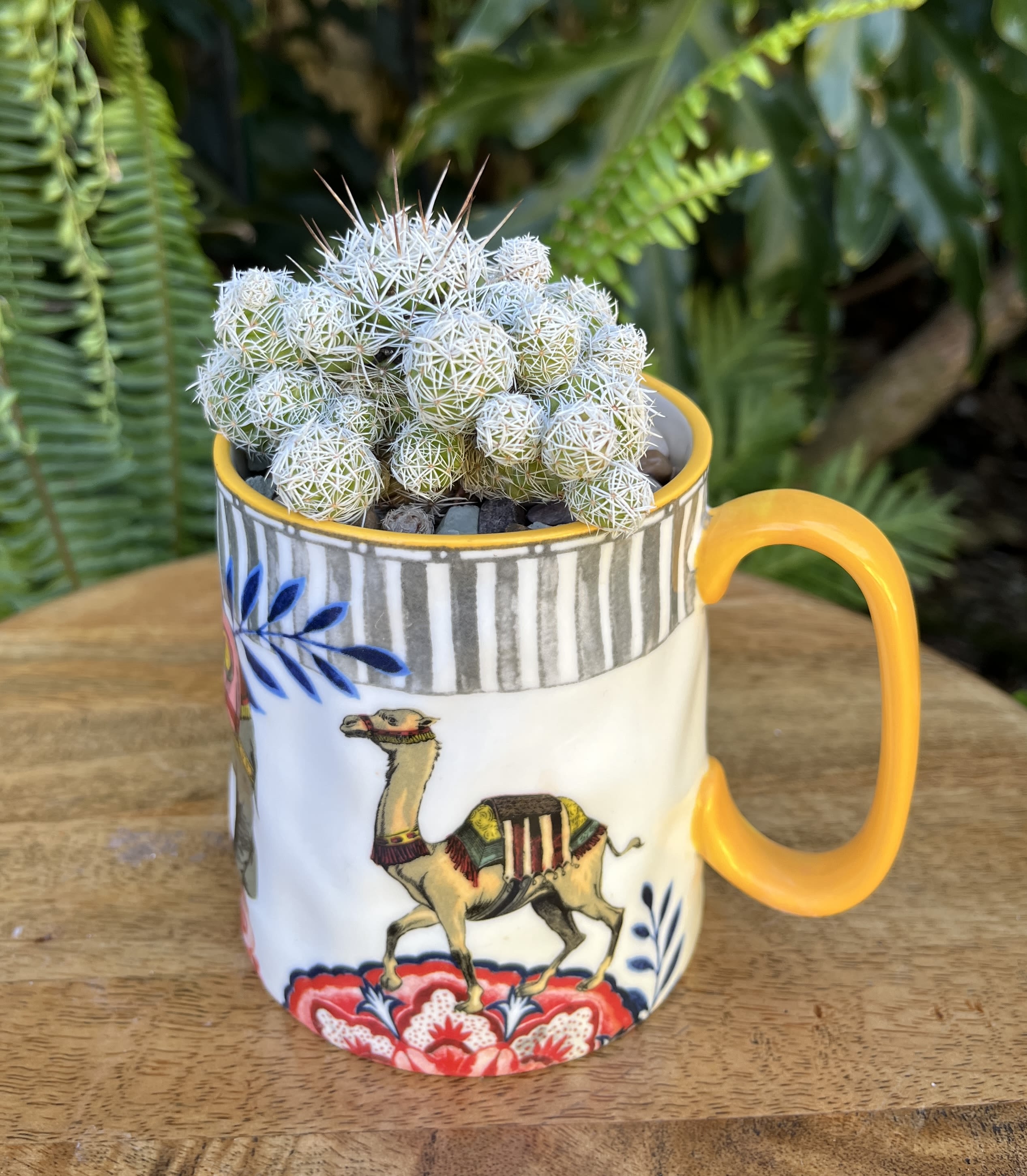 Small cactus in a patterned mug planter
