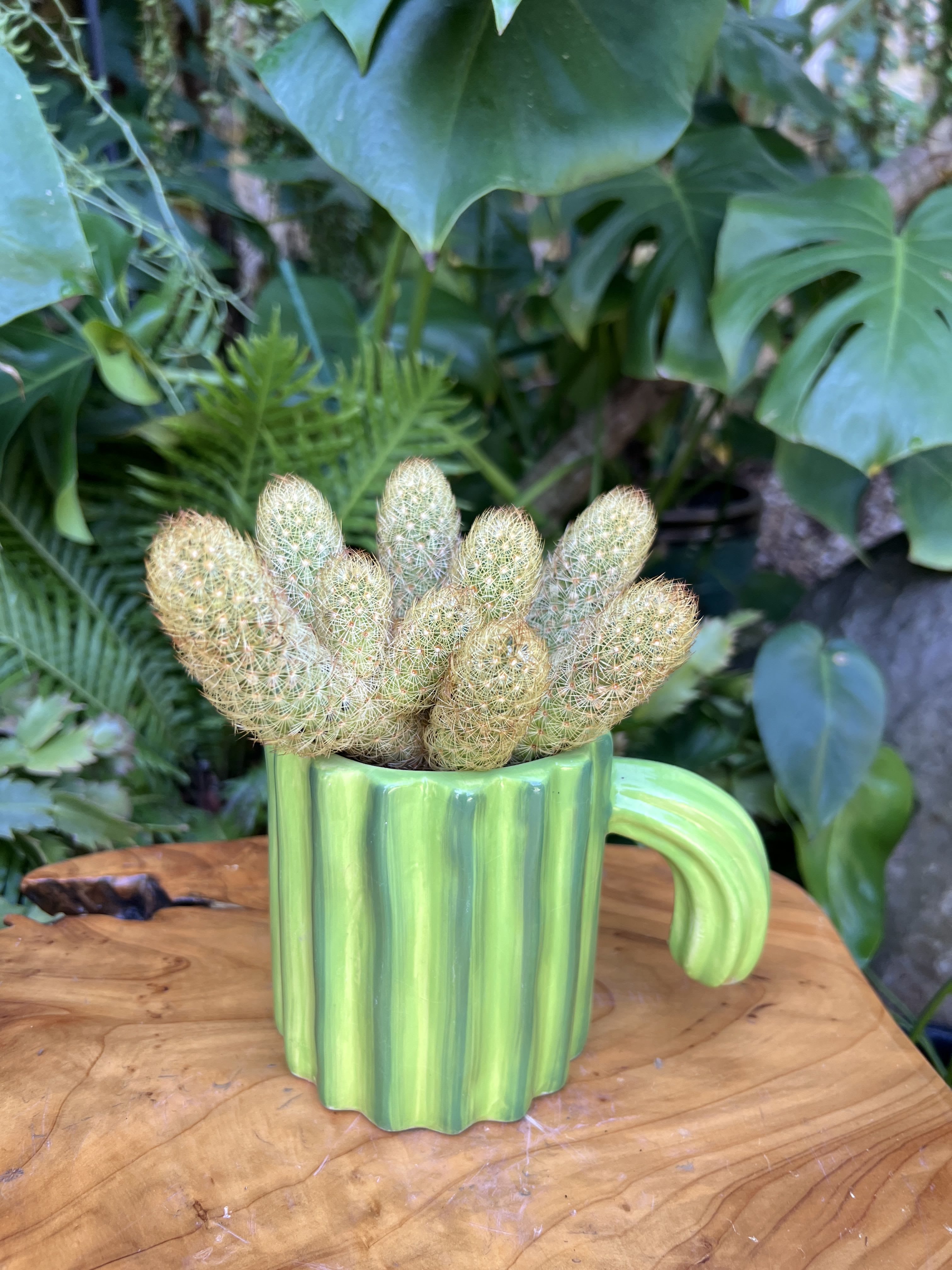 Cactus - A living succulent selected and grown to complement a container about 3 inches tall.  This photograph illustrates the variety of succulent types and mugs we offer. The specific succulent and  container combination delivered will be determined by the designer based on availability. If you would like to request a specific item, please place your order in the Custom Arrangements section where you can specify those details or give us a call to discuss your ideas. We grow our succulents in a soil-free medium in mugs with drain holes to help assure long-term, disease-free health of the plant. Each succulent comes with a care instruction.