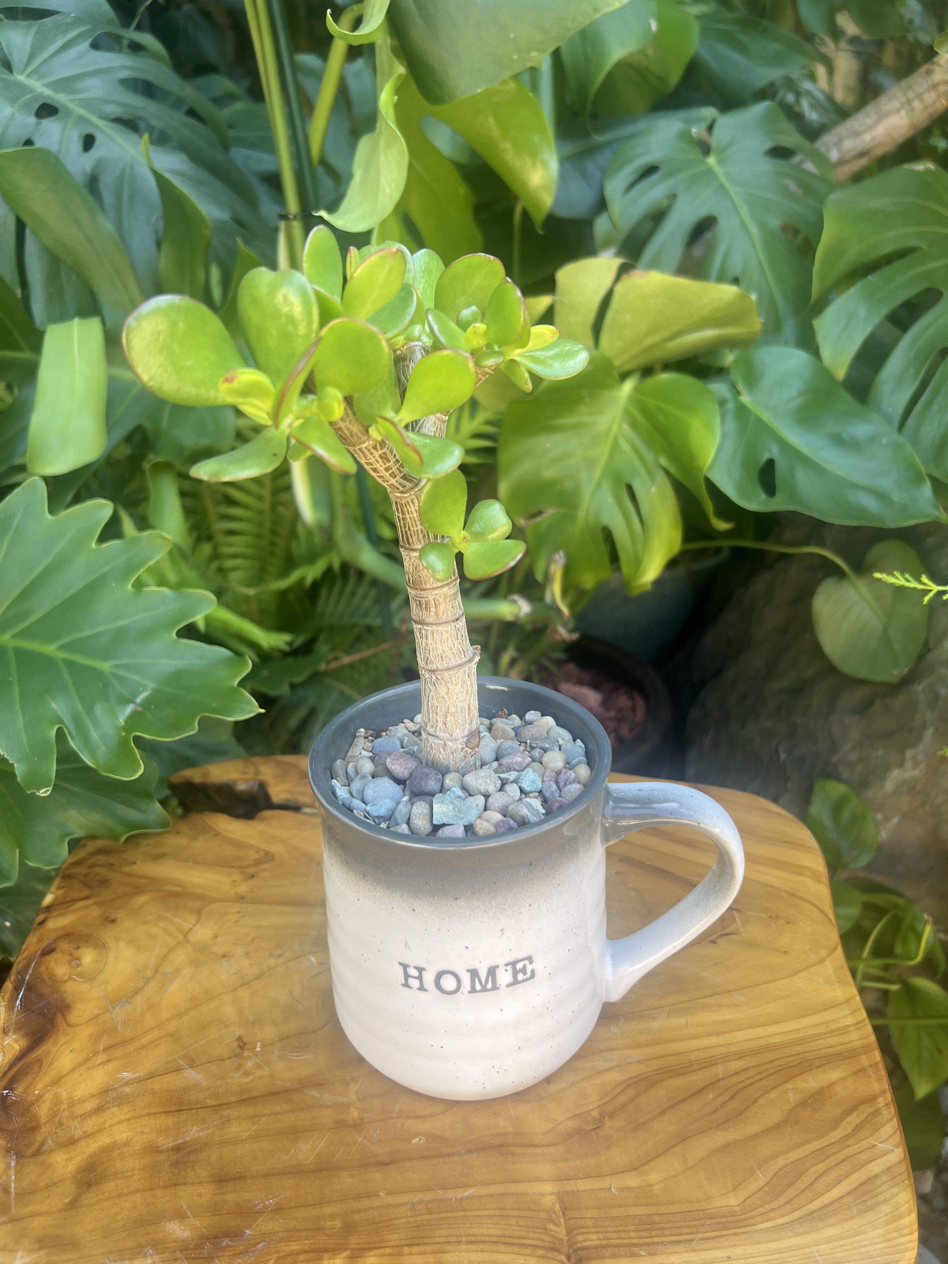 Home - A living succulent selected and grown to complement a mug about 4 inches tall.  This photograph illustrates the variety of succulent types and mugs we offer. The specific succulent and mug combination delivered will be determined by the designer based on availability. If you would like to request a specific item, please place your order in the Custom Arrangements section where you can specify those details or give us a call to discuss your ideas. We grow our succulents in a soil-free medium in mugs with drain holes to help assure long-term, disease-free health of the plant. Each succulent comes with a care instruction.
