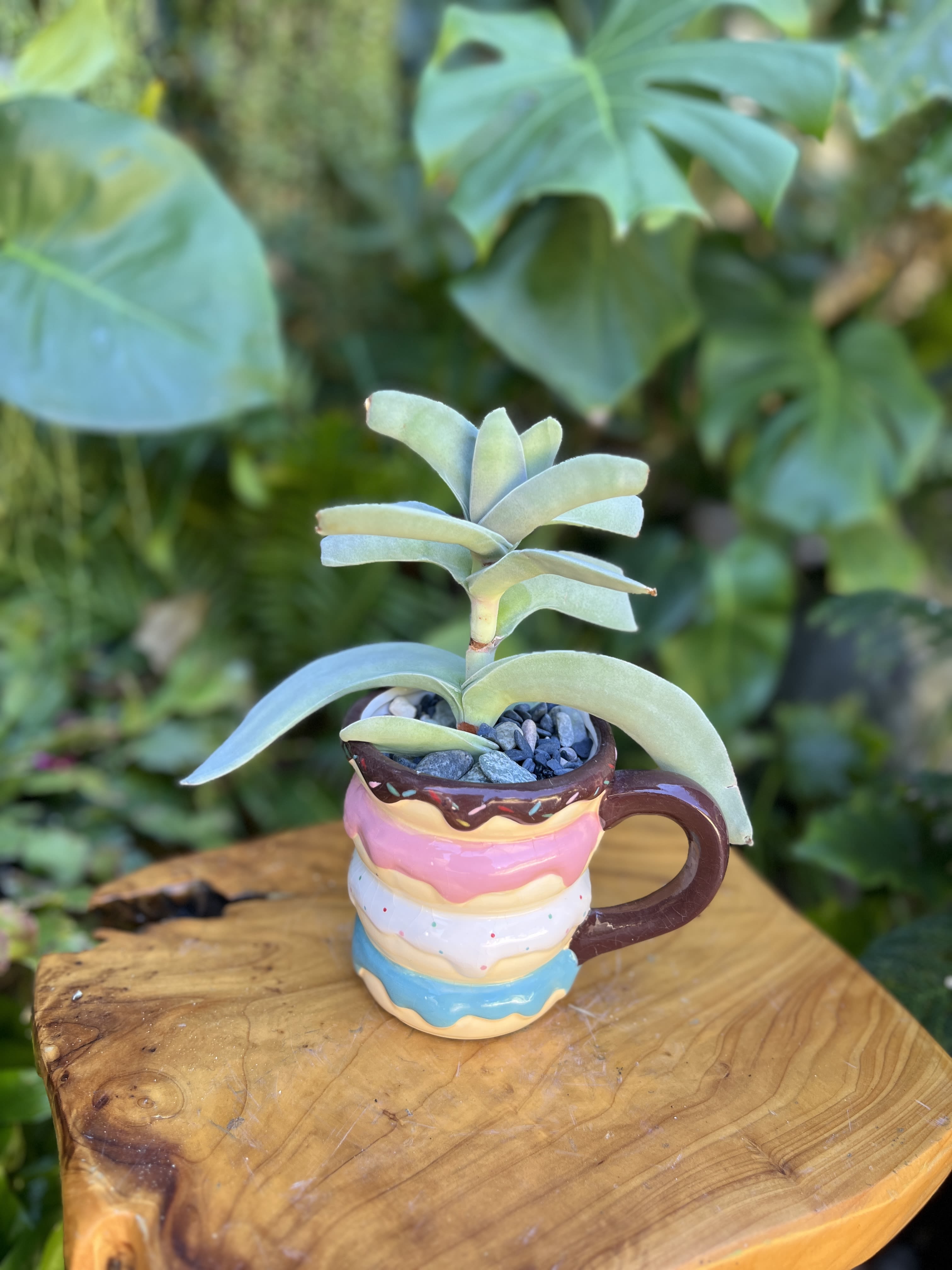 Pancakes - A living succulent selected and grown to complement a mug about 4 inches tall.  This photograph illustrates the variety of succulent types and mugs we offer. The specific succulent and mug combination delivered will be determined by the designer based on availability. If you would like to request a specific item, please place your order in the Custom Arrangements section where you can specify those details or give us a call to discuss your ideas. We grow our succulents in a soil-free medium in mugs with drain holes to help assure long-term, disease-free health of the plant. Each succulent comes with a care instruction.