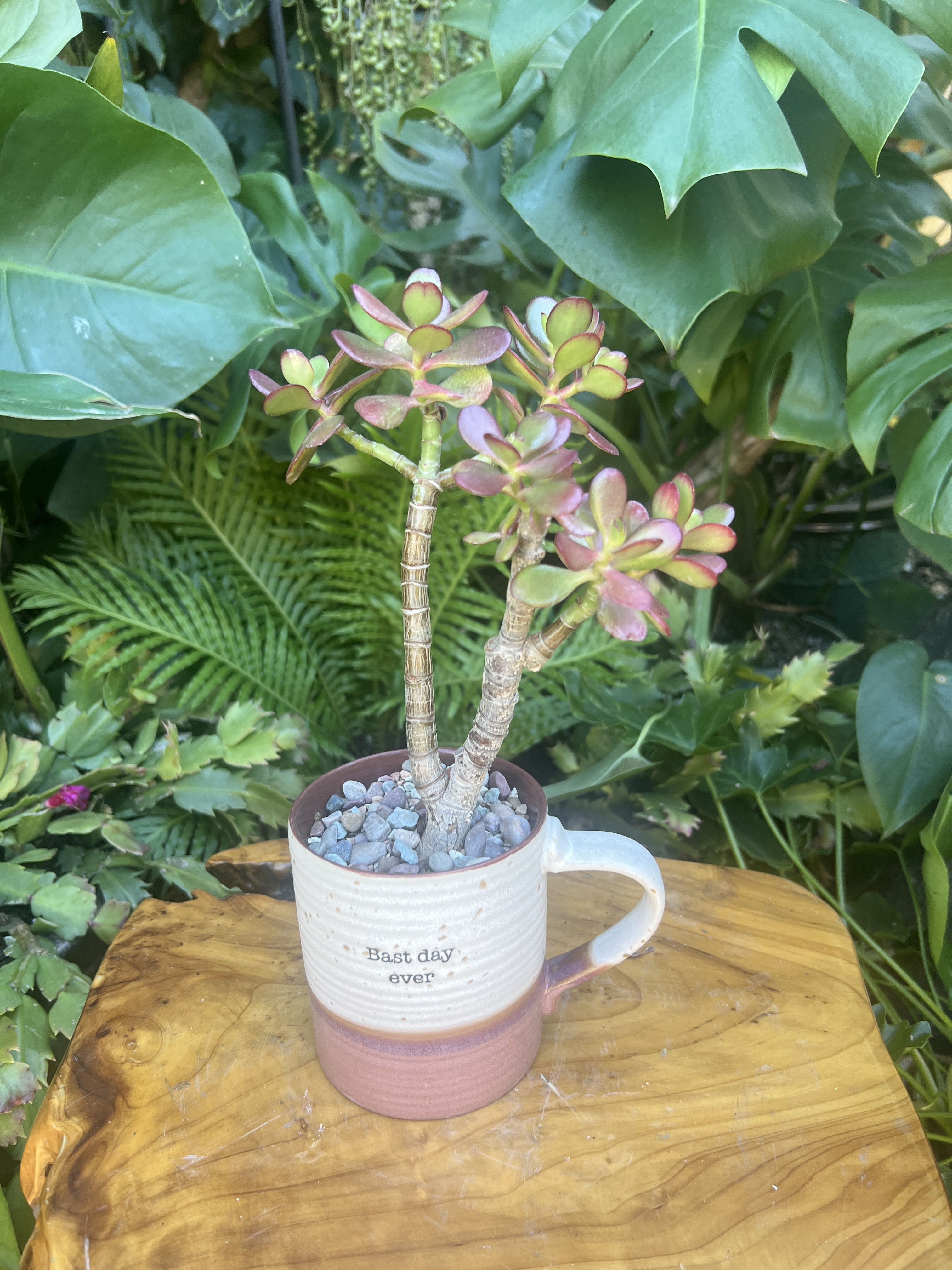 Best Day Ever - A living succulent selected and grown to complement a mug about 4 inches tall.  This photograph illustrates the variety of succulent types and mugs we offer. The specific succulent and mug combination delivered will be determined by the designer based on availability. If you would like to request a specific item, please place your order in the Custom Arrangements section where you can specify those details or give us a call to discuss your ideas. We grow our succulents in a soil-free medium in mugs with drain holes to help assure long-term, disease-free health of the plant. Each succulent comes with a care instruction.25.00