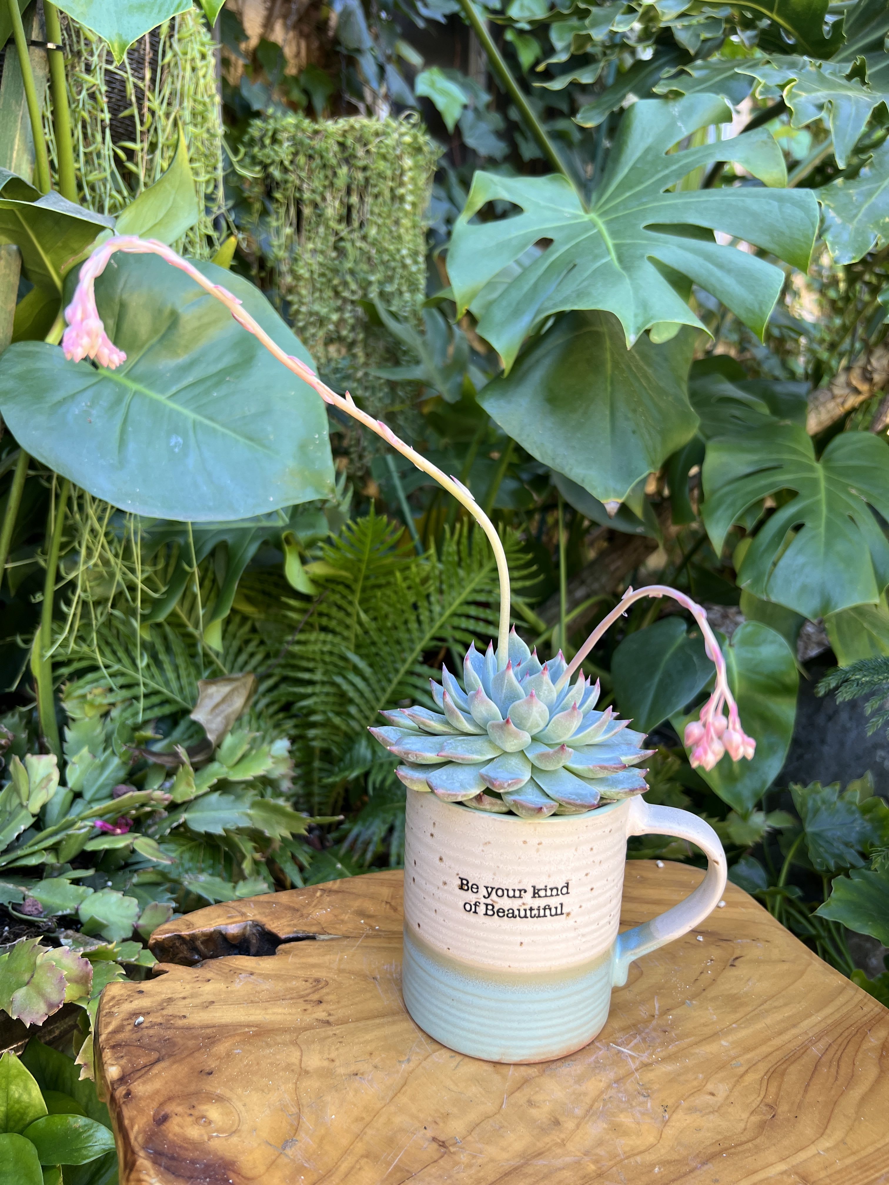 Be Your Kind - A living succulent selected and grown to complement a mug about 4 inches tall.  This photograph illustrates the variety of succulent types and mugs we offer. The specific succulent and mug combination delivered will be determined by the designer based on availability. If you would like to request a specific item, please place your order in the Custom Arrangements section where you can specify those details or give us a call to discuss your ideas. We grow our succulents in a soil-free medium in mugs with drain holes to help assure long-term, disease-free health of the plant. Each succulent comes with a care instruction. 