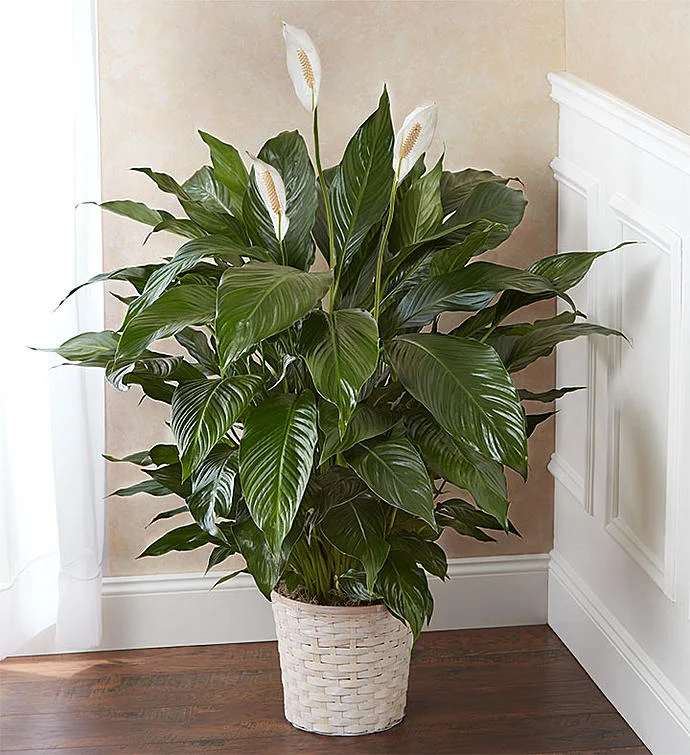 Potted peace lily plant with white blooms in a woven basket