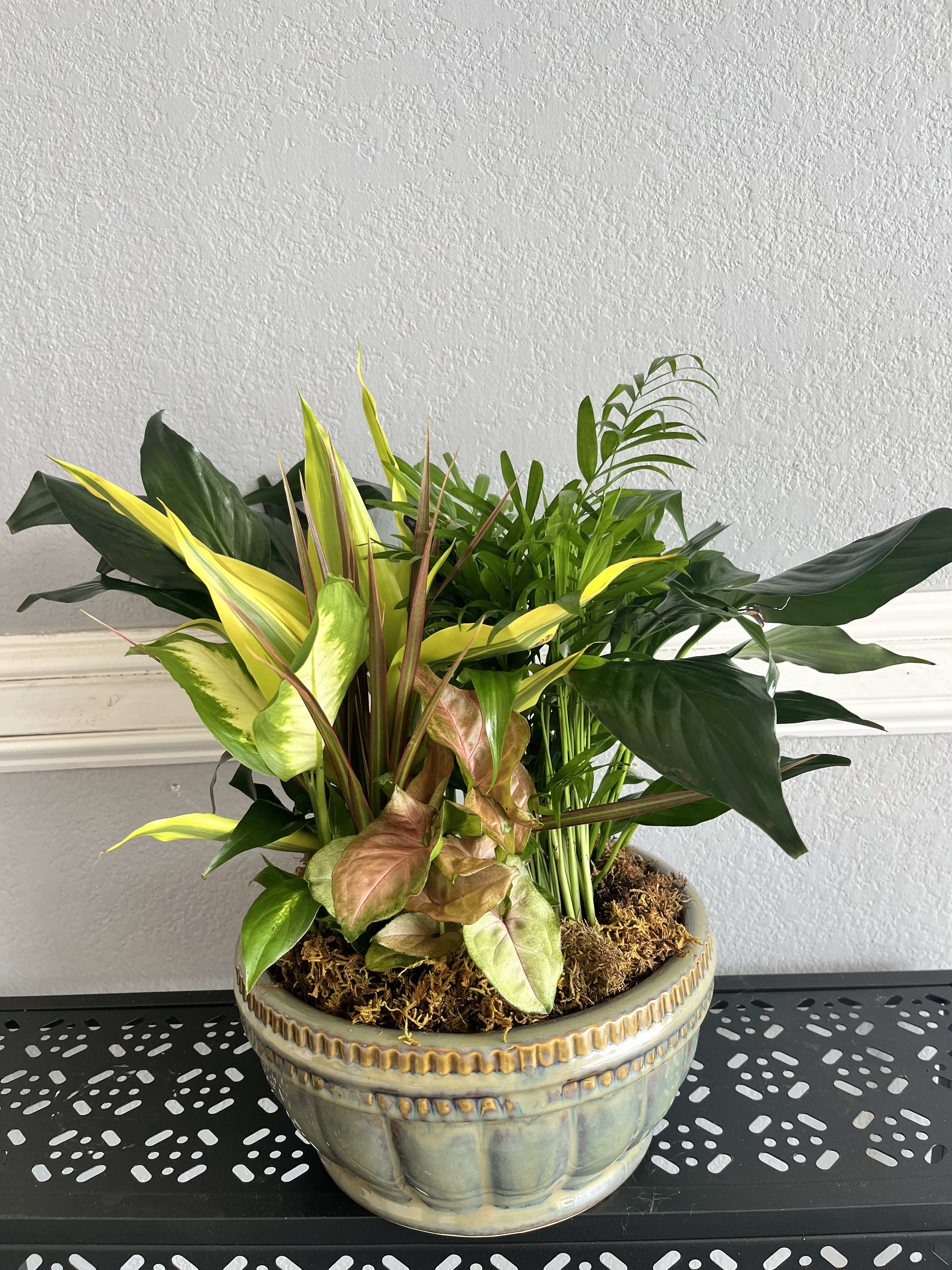 Mixed potted tropical foliage arrangement in a decorative ceramic bowl