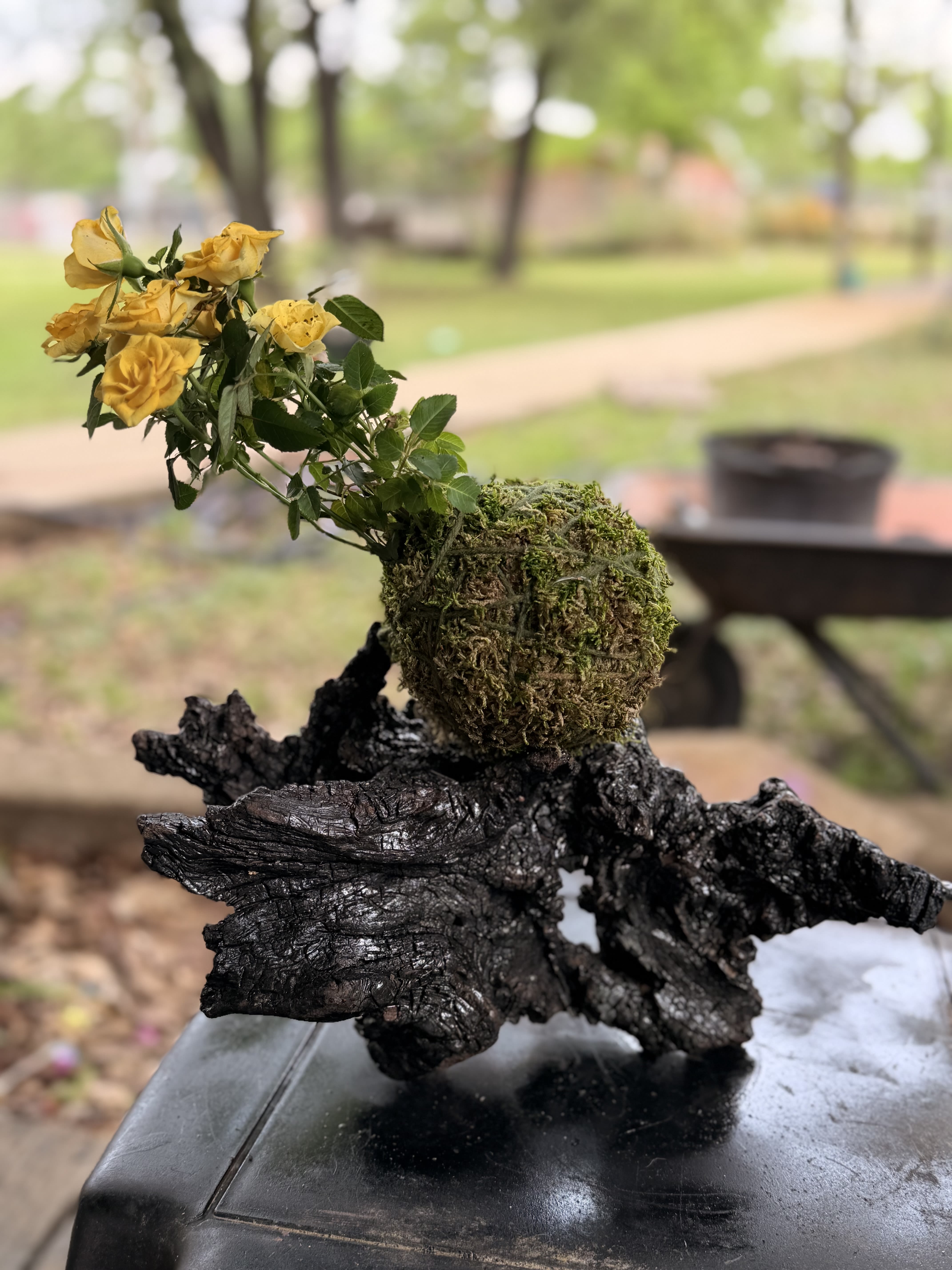 Yellow roses in a moss-covered ball displayed on a dark sculptural driftwood base