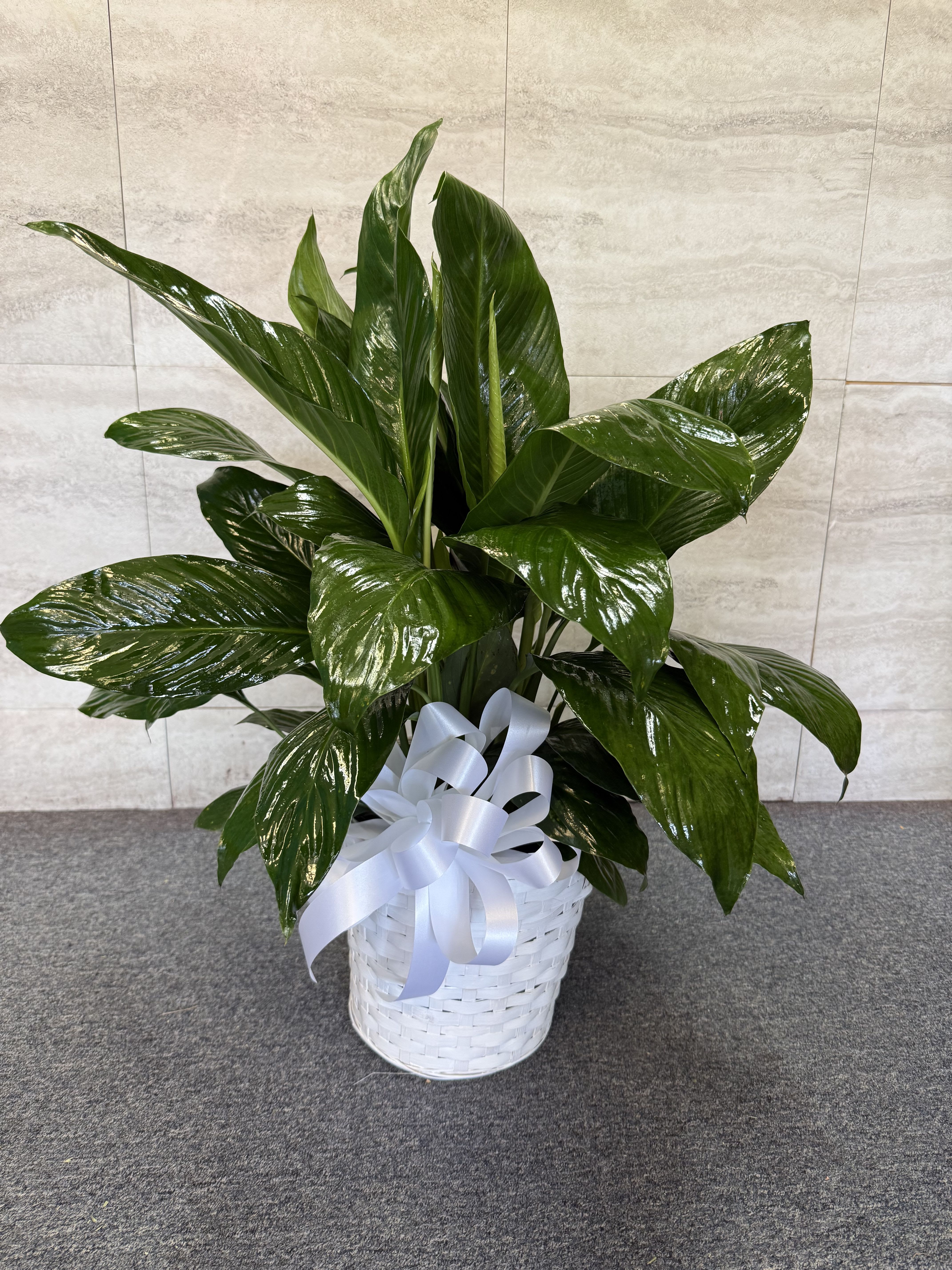 Glossy green potted plant in a white basket with a white ribbon bow
