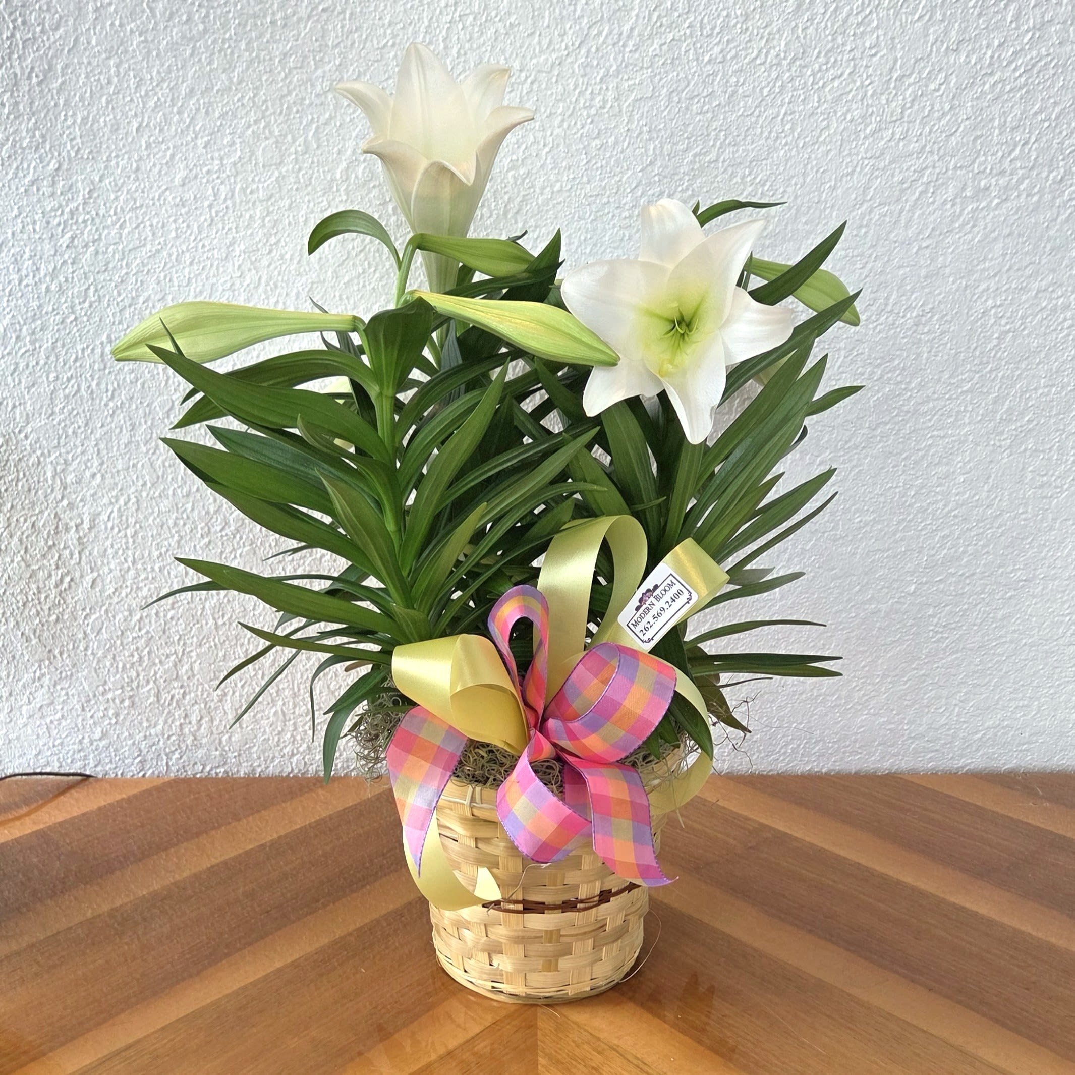 Easter Lily - Send this potted lily to celebrate Easter morning, offer get-well wishes, or express sympathy with a living gesture that endures beyond cut flowers. The plant arrives ready to display in a basket and with a bow for immediate gifting.  Bow colors may vary based on availability.
