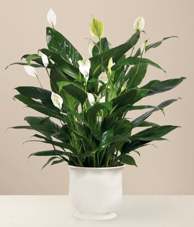 White peace lilies in a white pedestal pot