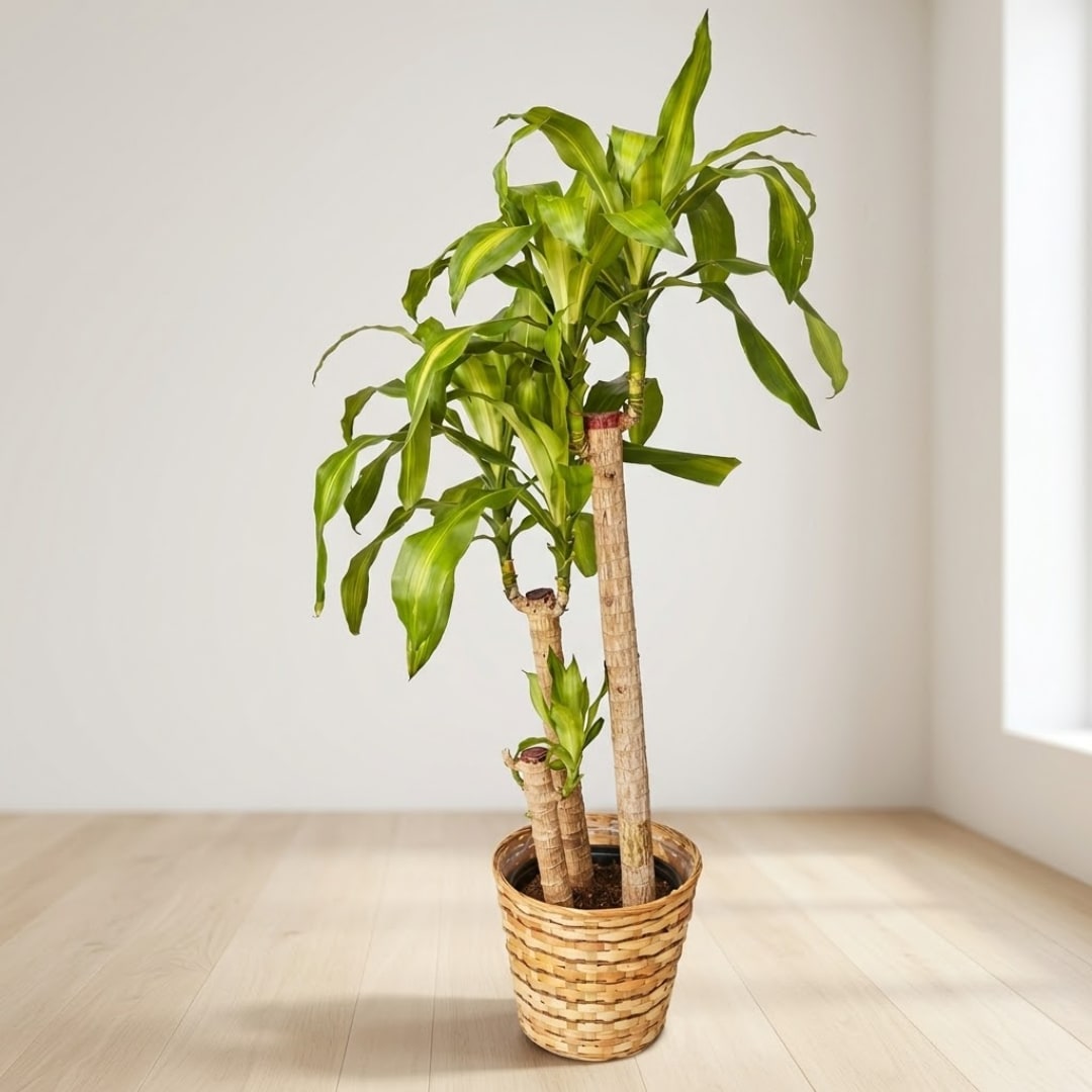 Potted dracaena plant in a woven basket on a light floor