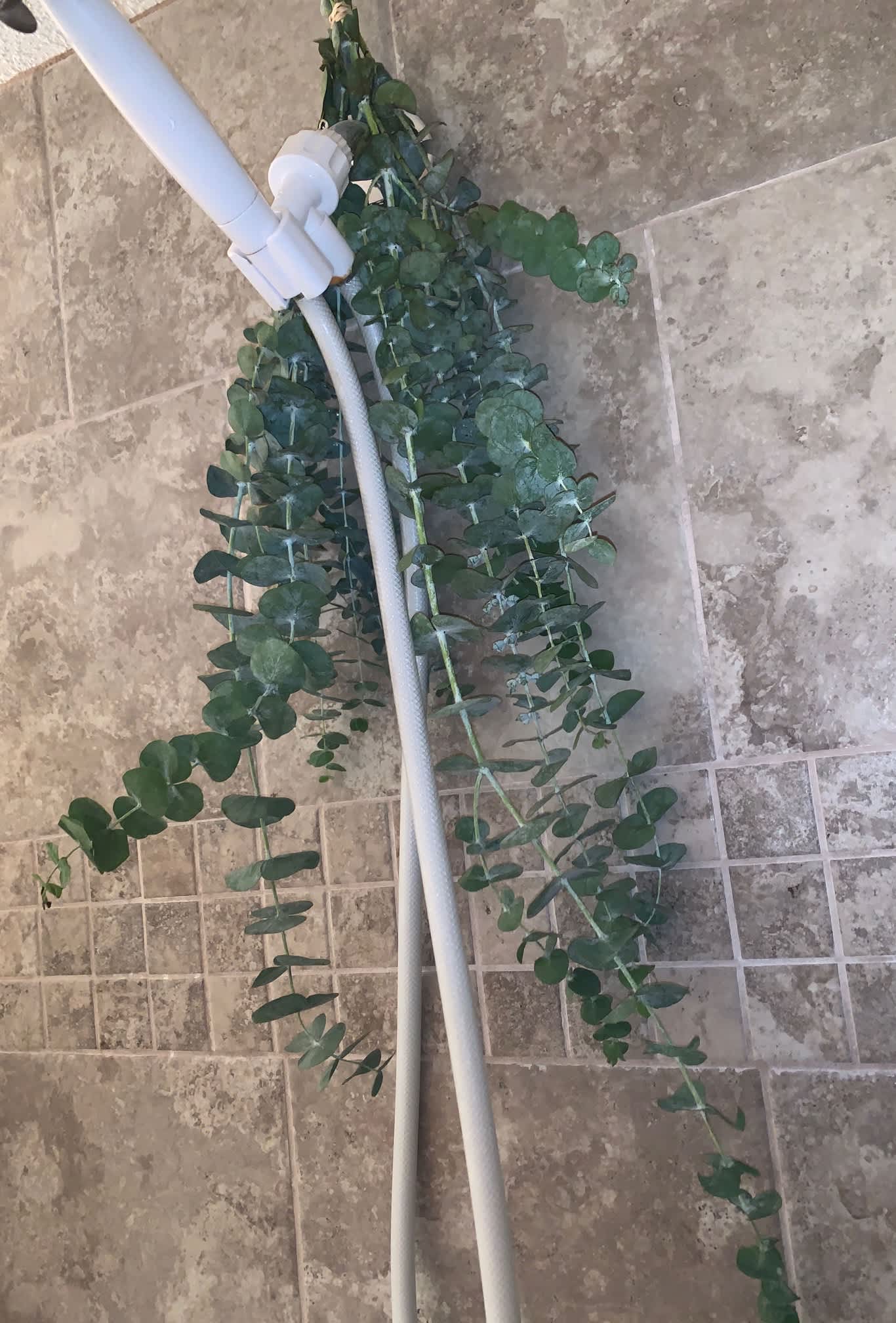 Bundle of eucalyptus hanging from a white shower head against stone tile