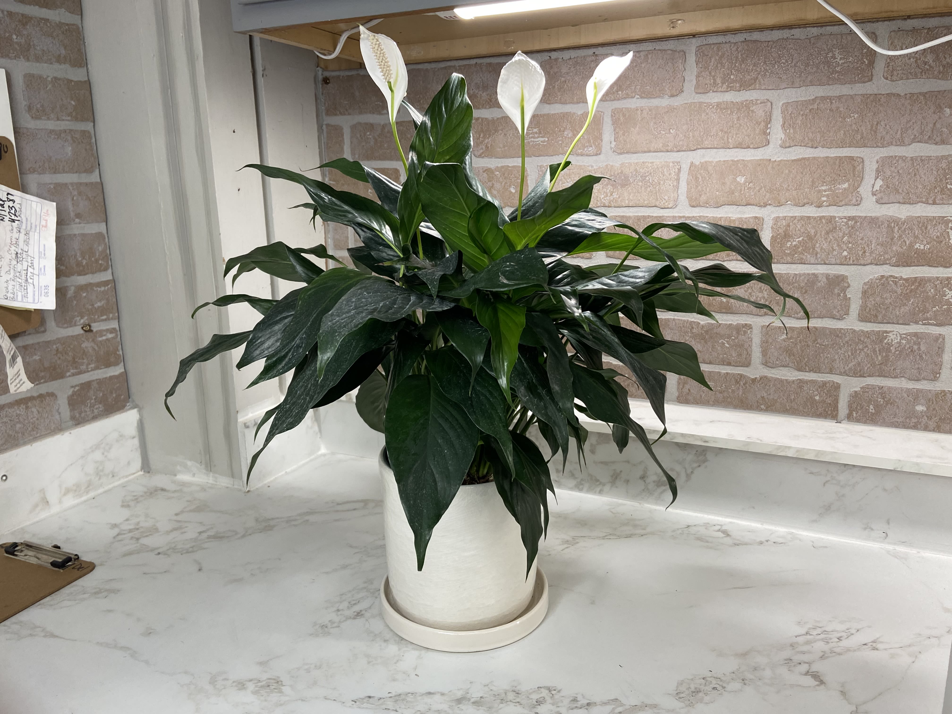 White peace lilies in a white pot on a countertop
