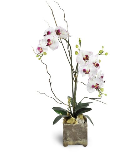 Double Orchids - What’s better than one white phalaenopsis orchid?  An elegant presentation, and an appropriate gift for any occasion.     *** Please note ***       *  Orchid color &amp; vase type may vary subject to availability.       *  Larger Blooms have one stalk,  Medium size Blooms have two stalks.  