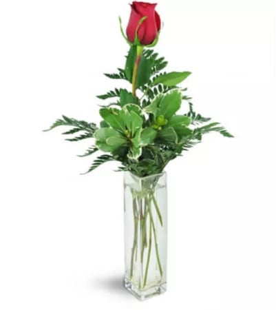 Single red rose in a tall clear glass vase