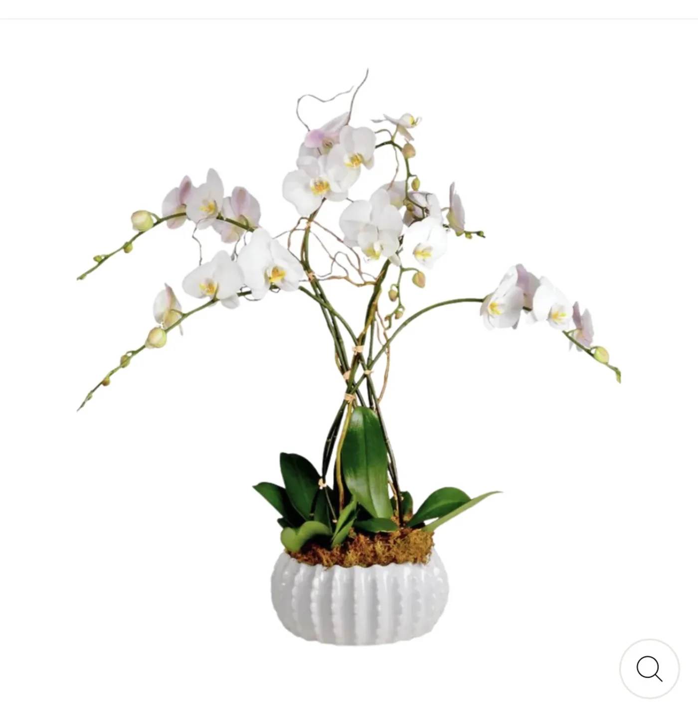White orchid arrangement in a white textured pot