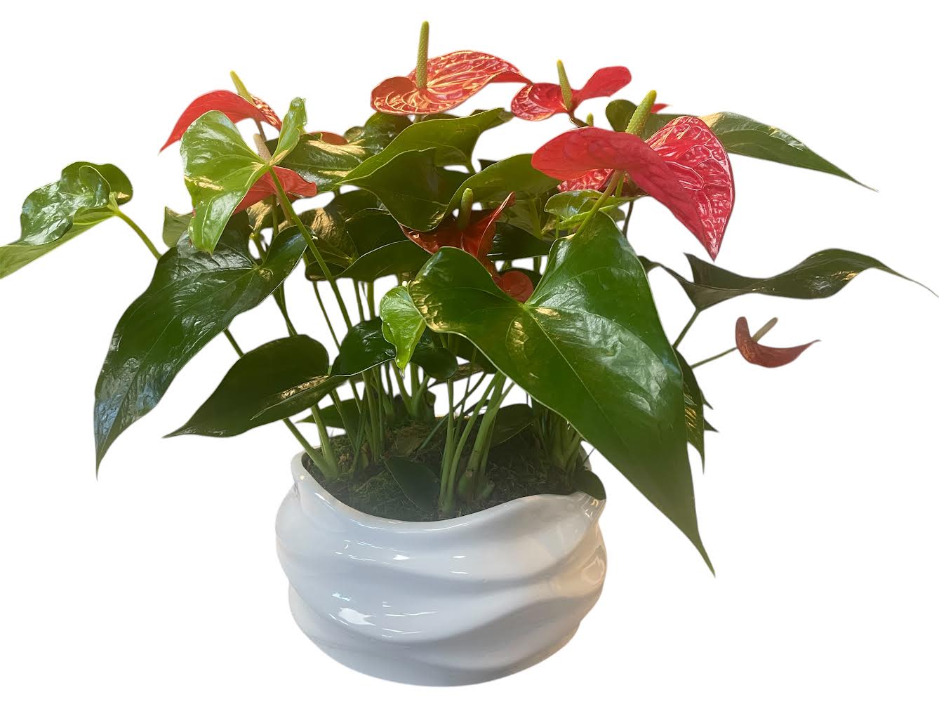 Potted anthurium plant with red blooms in a white ceramic pot