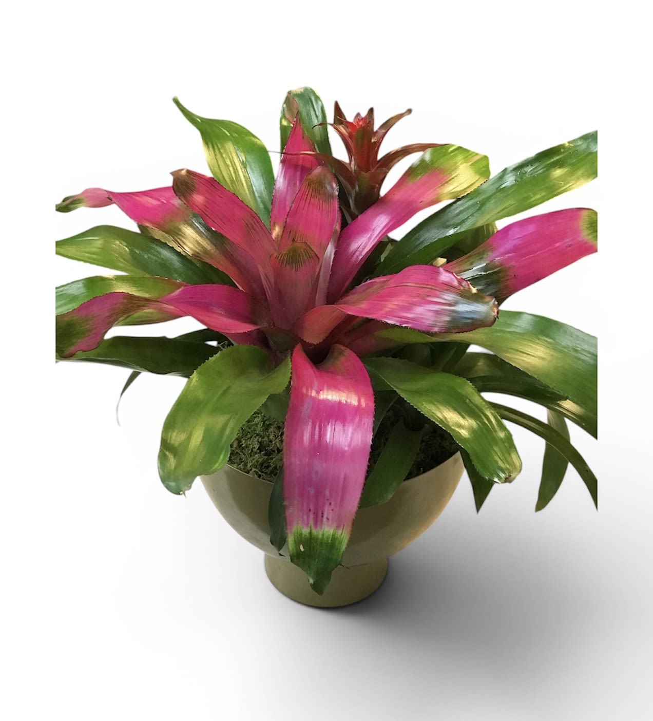 Bromeliad Garden 9in pot - Bromeliad Garden Plant Ceramic 10in