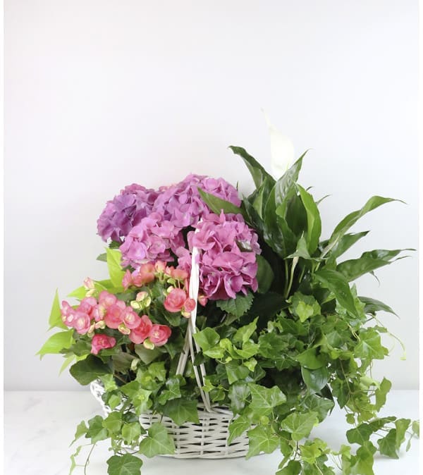 Pink hydrangeas and small pink flowers in a white basket with trailing ivy