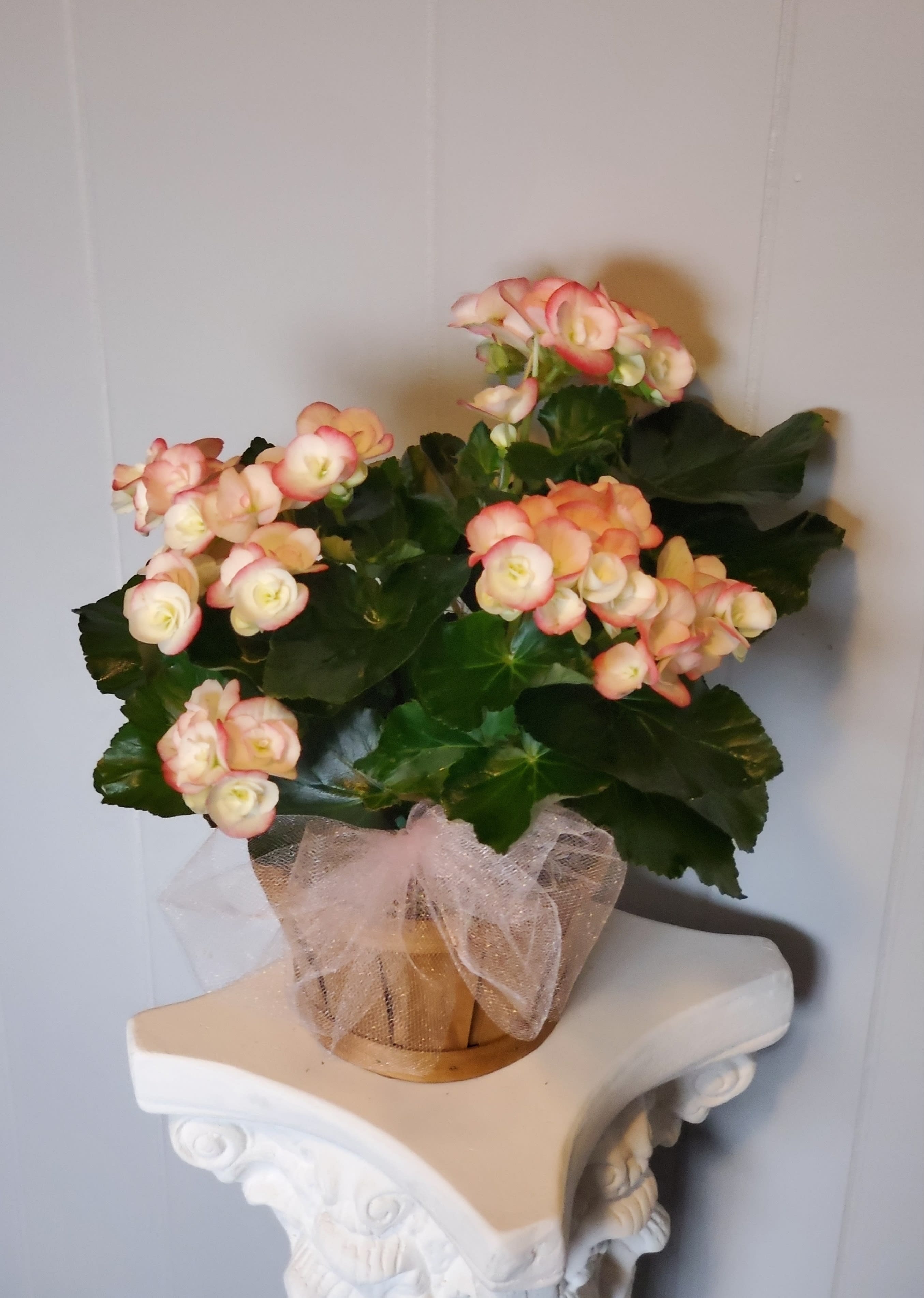Potted pink-and-cream flowering plant in a wrapped container
