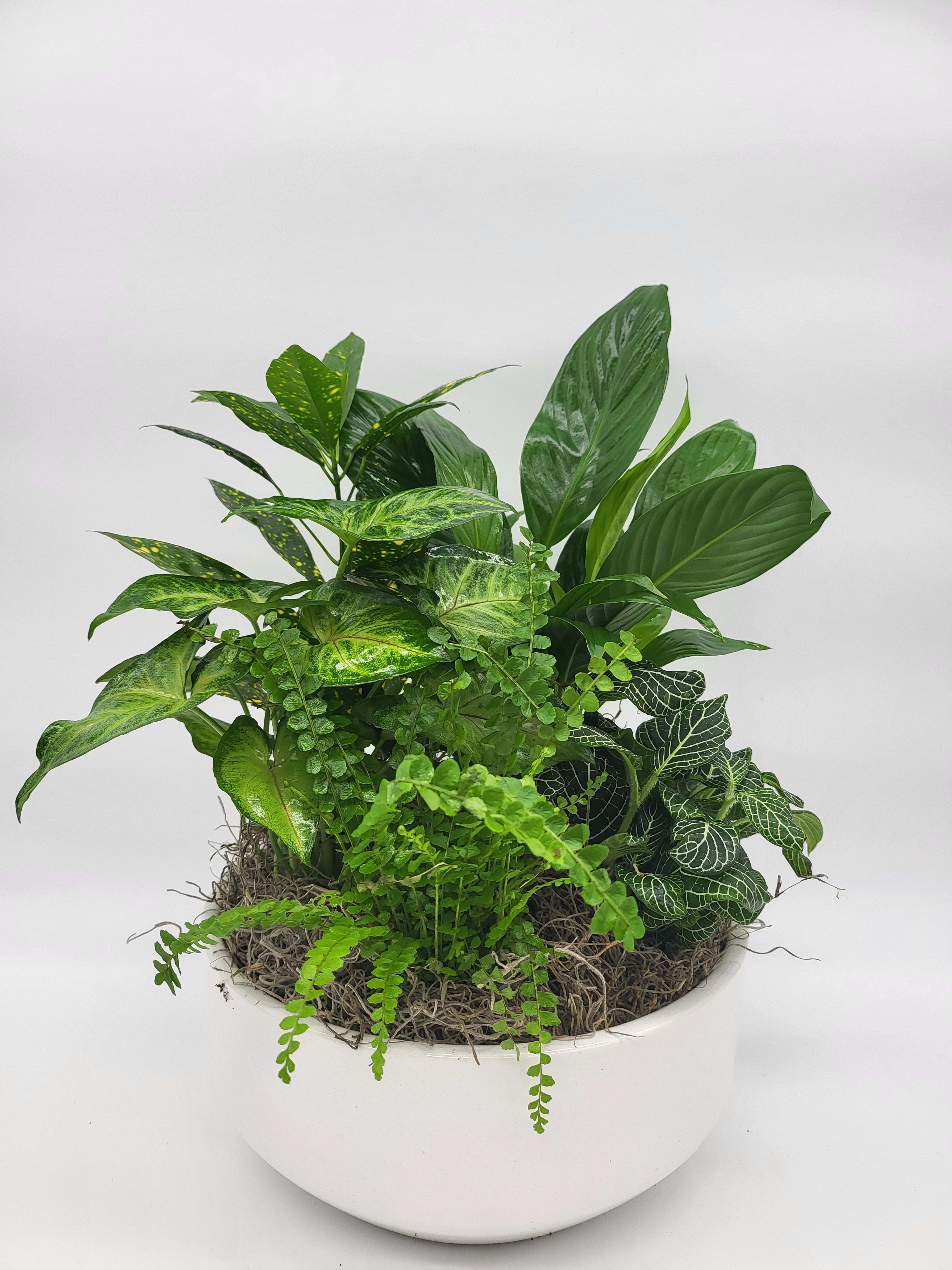 Medium Dish Garden by Teleflora - This low bowl filled with living plants will also carry comfort and compassion for many months to come. Perfect to send to the home or service. 