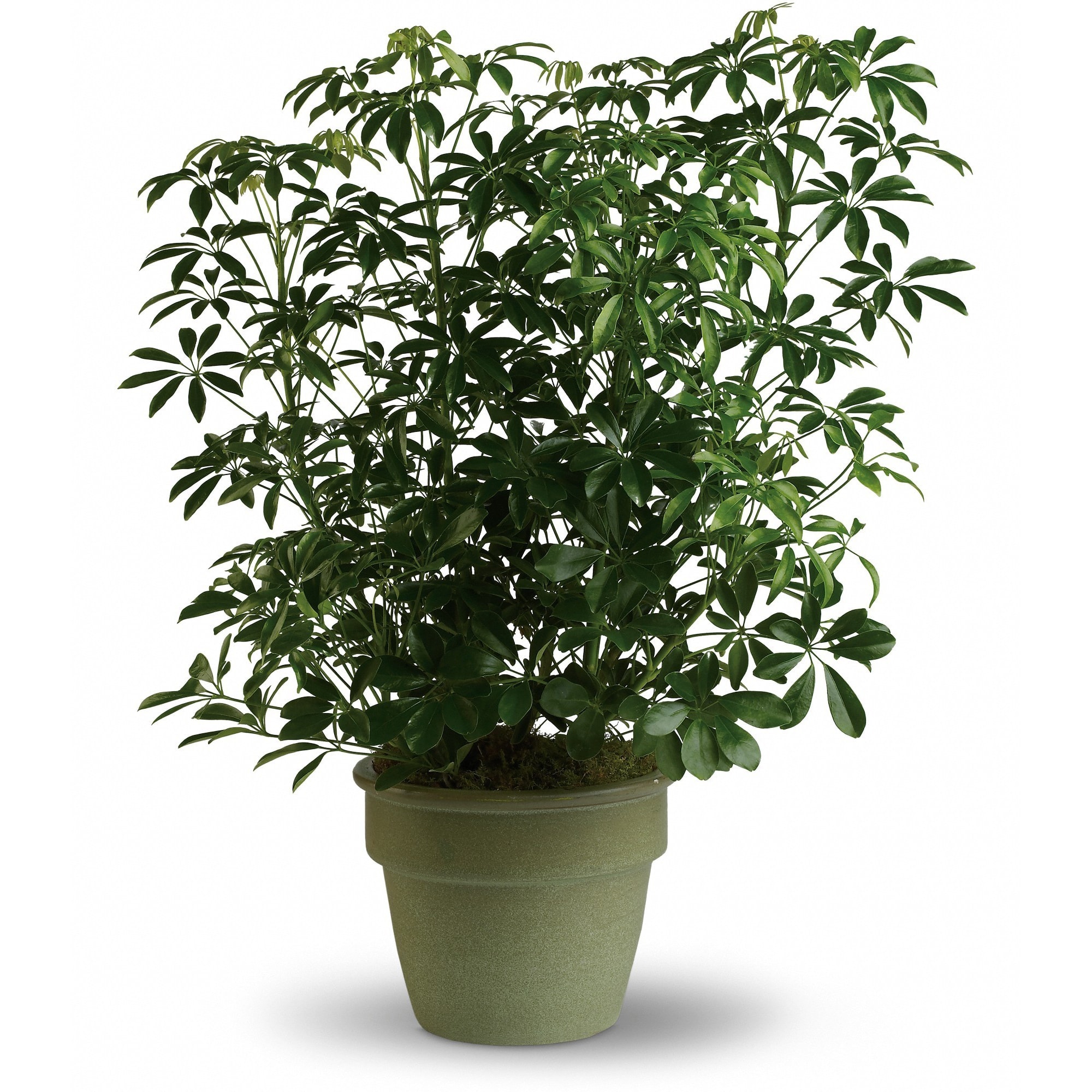 Amazing Arboricola  - Also known as the umbrella plant due to its lovely arching leafy branches, this is an amazing gift. It can last for years and lend its graceful beauty to any home or office.    Standing almost three feet tall in its olive green ceramic planter, this arboricola is a natural.    Approximately 27" W x 34 1/2" H    Orientation: N/A        As Shown : T104-3A    