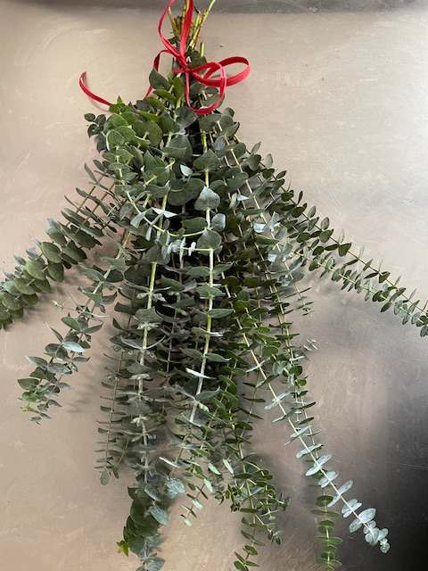 Hanging bundle of eucalyptus stems tied with a red ribbon bow
