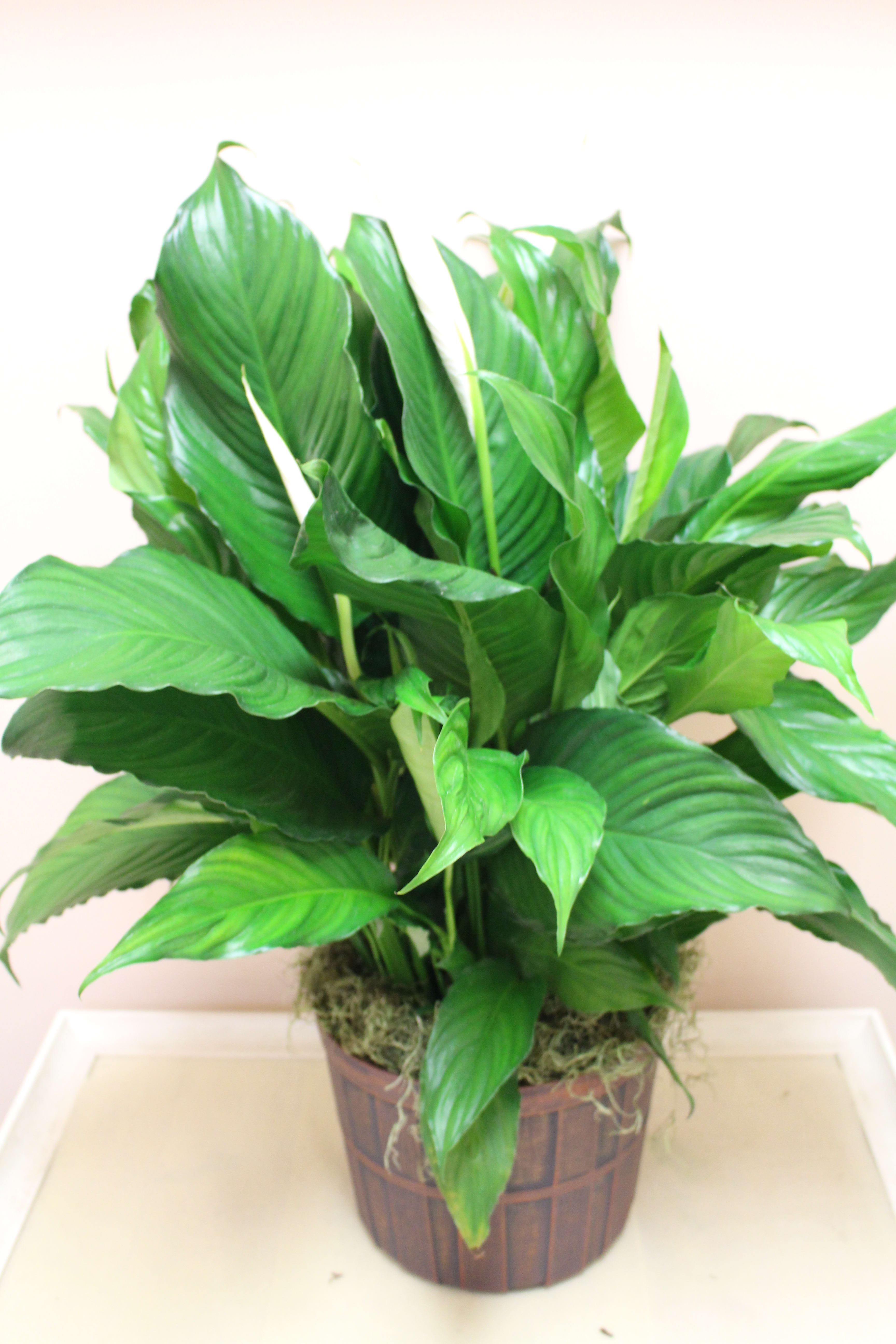 Potted green houseplant with broad glossy leaves in a brown container