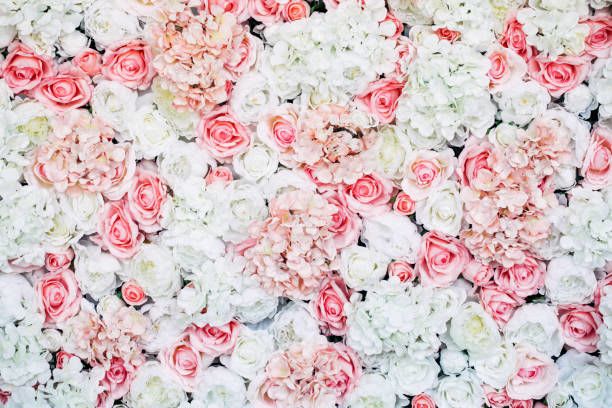 Wall of pink and white roses and hydrangeas