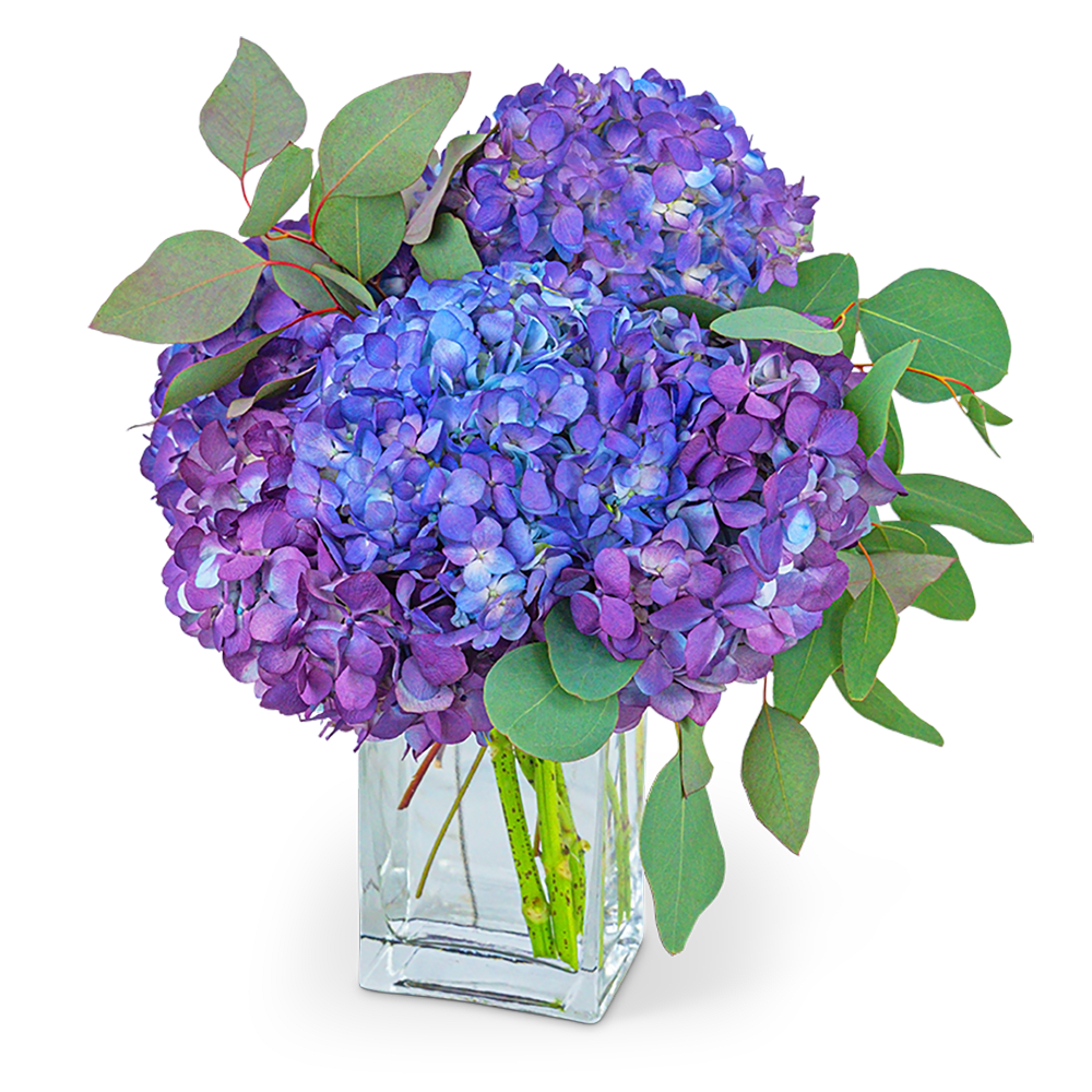 French Countryside - A beautiful bouquet with Hydrangeas is a classic and timeless flower arrangement for any occasion. French Countryside simply features beautifully purple-tinted Hydrangeas, accented with Eucalyptus, in a clear vase. Our Floral Shop specializes in local flower delivery, so let us make someone's day with our beautiful Hydrangea bouquet delivered right to their front door or office.