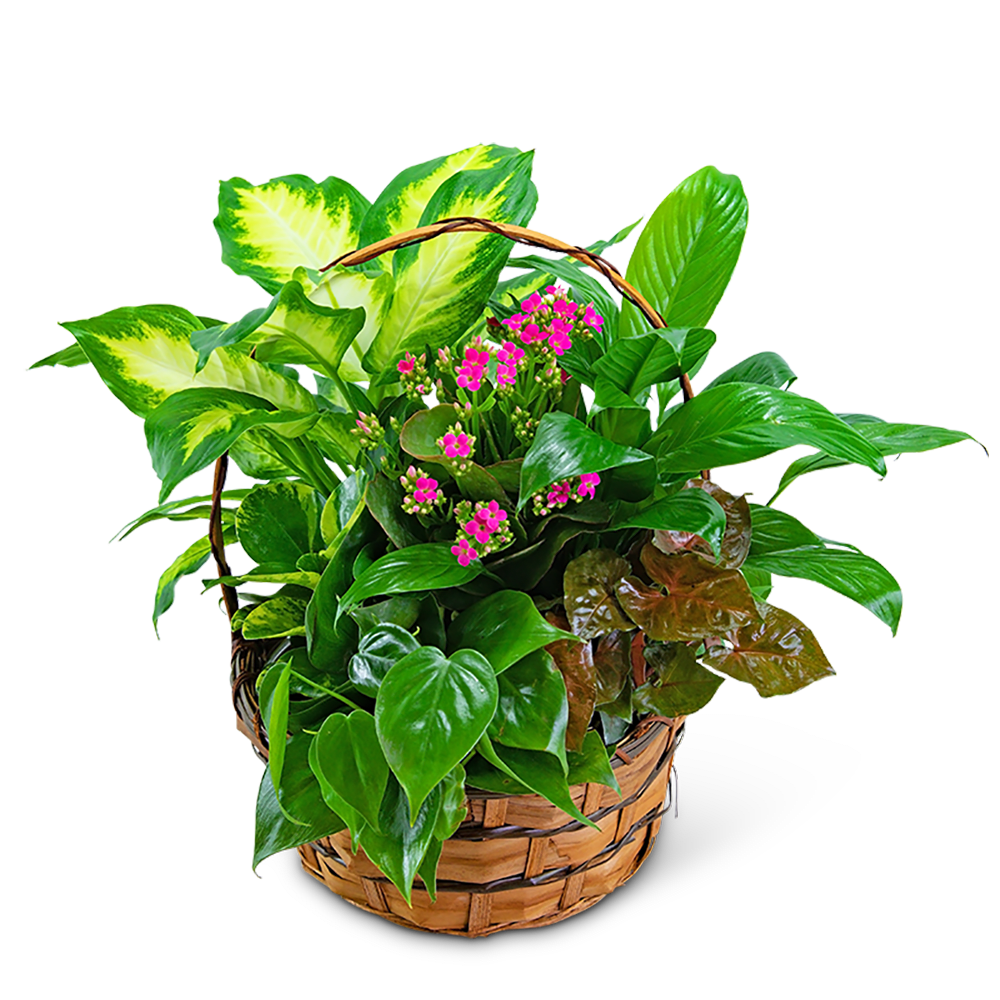 Basket of green houseplants with small pink flowers