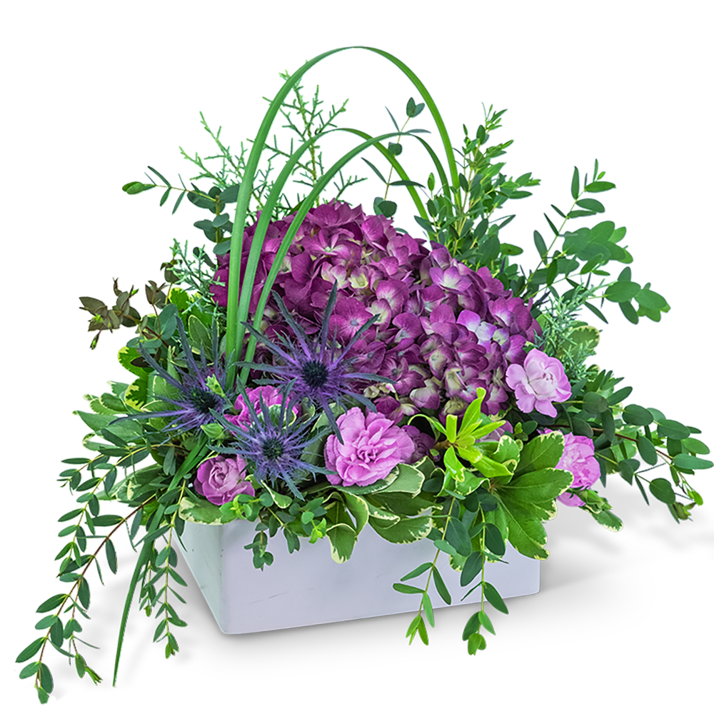 Magenta Forest - The feeling of a crisp winter day is captured in the rich colors of this arrangement. Magenta Forest contains Hydrangeas, Roses, Carnations, Eryngium, Parvifolia, Variegated Pittosporum, Lily Grass, and Juniper displayed in a white rectangular container. This colorful piece will be perfect on an entry or coffee table. 