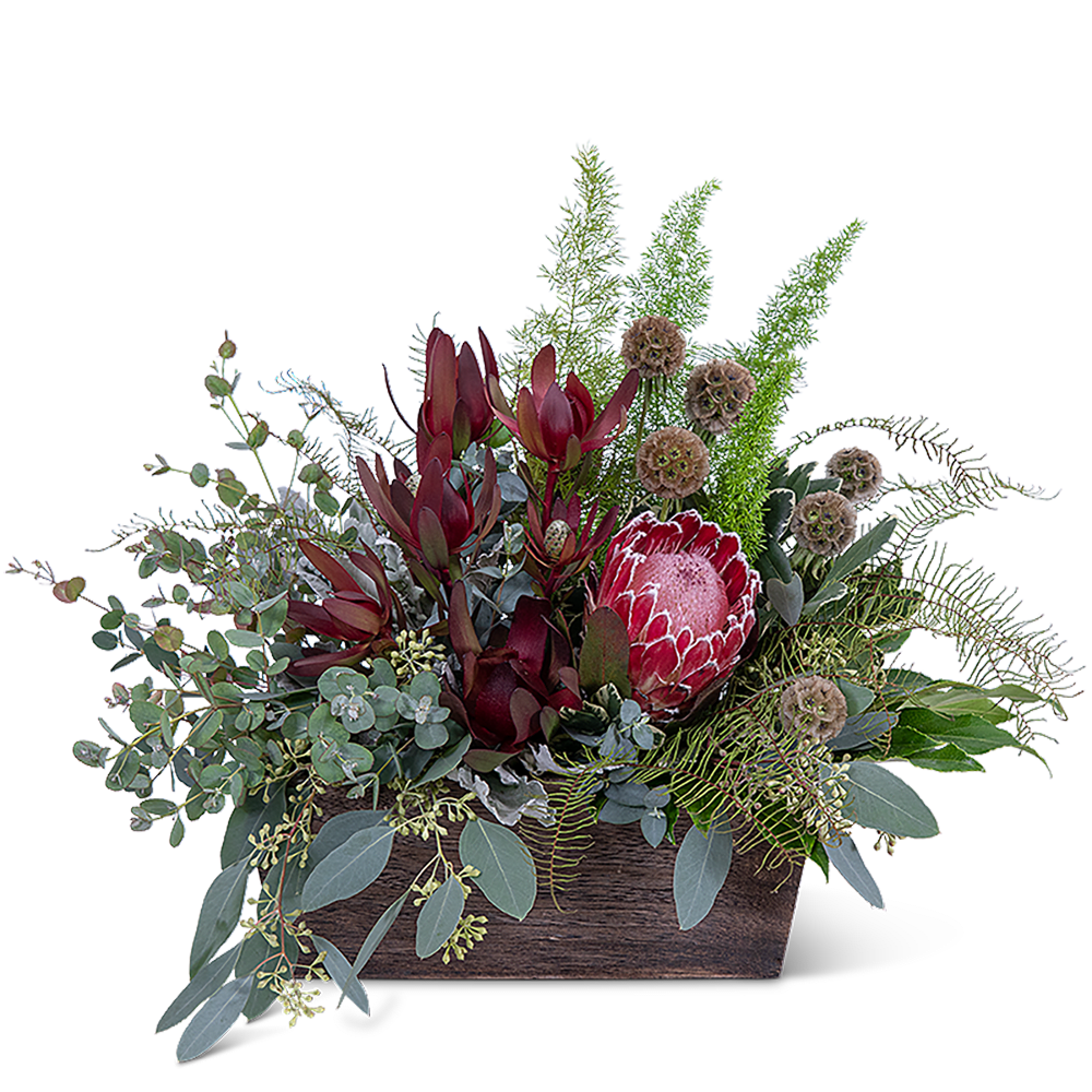 Botanic Beauty - This Botanic Beauty is simply stunning and a shop favorite, with Pink Ice Protea, Leucodendron, Scabiosa Pods, Aralia Fatsia, Foxtail Fern and other long-lasting premium foliage. It is the perfect design for any occasion or season and will add texture and warmth to your home or event.