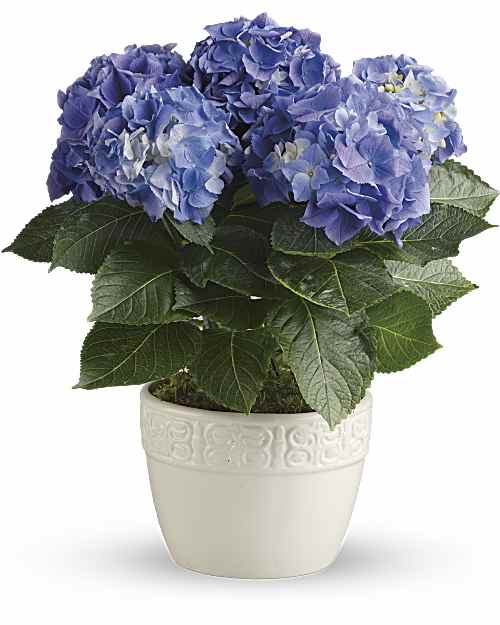 Happy Hydrangea Blue - Have you ever seen a happier plant? The hydrangea's beautiful, billowing blooms are beloved by all. Send this 6-inch potted blue hydrangea plant as a housewarming gift or simply to brighten someone's day with a living gift. A beautiful blue hydrangea plant is presented in a white ceramic planter. Orientation: All-Around