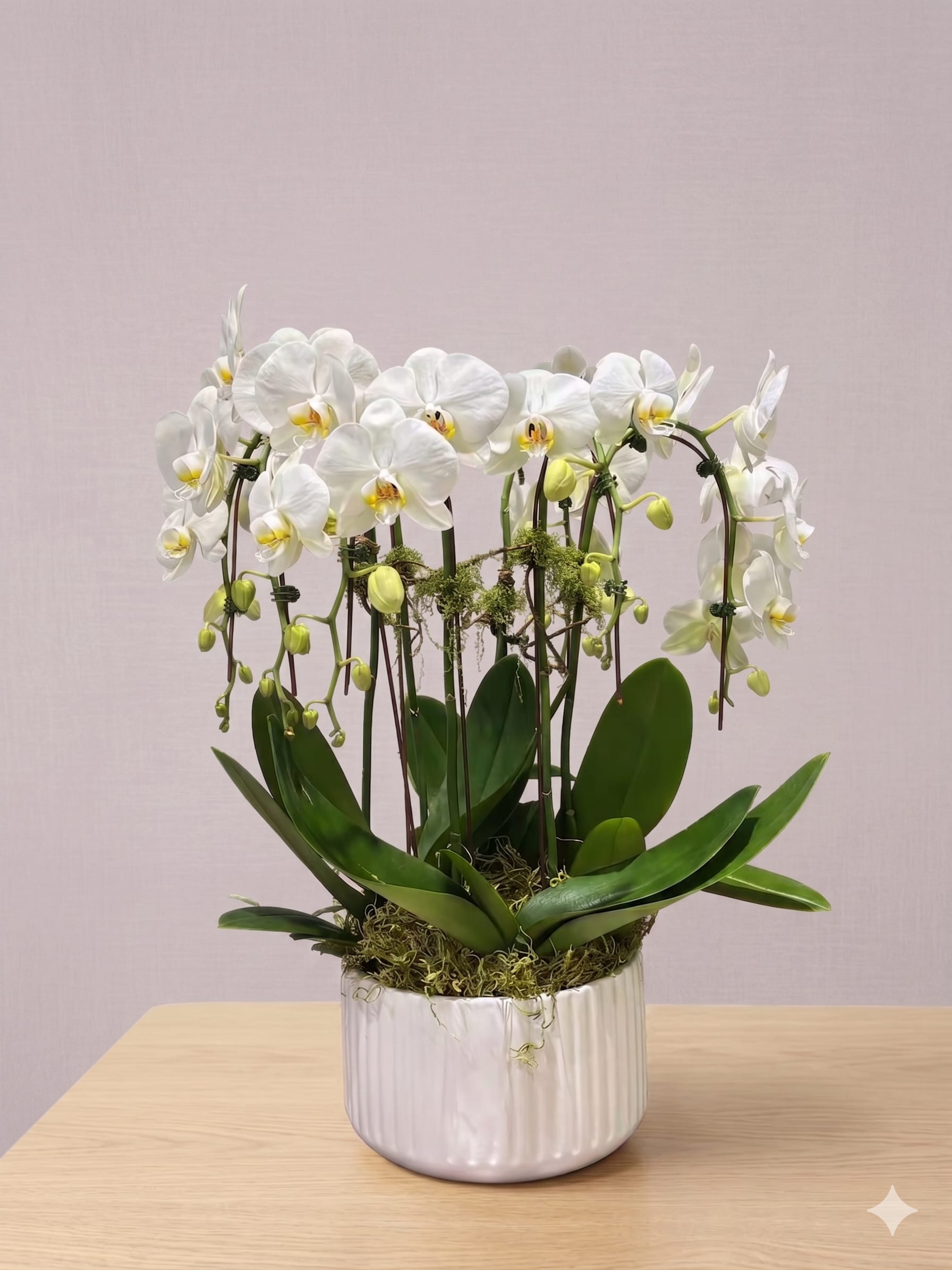 BP37 - Double White Orchid Large - A sleek white orchid in a minimalist white pot, ideal for housewarming or corporate gifts, adding elegance to any space.