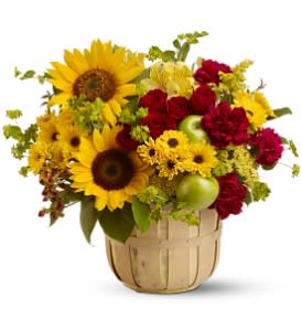 Farmers Market - For a charming floral gift, send a bushel basket brimming with blooms that seem like they were plucked straight from the stalls of a farmer's market! Dazzling sunflowers, red roses and a medley of fresh flowers are accented with real green apples and presented in a rustic basket.   Sunflowers, yellow viking spray chrysanthemums and alstroemeria, red spray roses and hypericum and maroon carnations â plus yarrow, solidaster, huckleberry, bupleurum, salal and two small green apples â are arranged in basket. Approximately 16" (W) x 14" (H) 