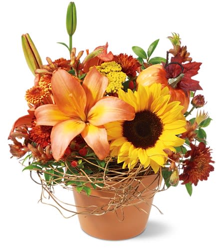 Pumpkin Patch - Nature in casual dress, this unique floral arrangement combines sophistication with country charm, crowned with a pretty pumpkin.     A rustic clay pot, filled with a bouquet featuring a sunflower, rose-colored Asiatic lilies, pink kangaroo paws, yarrow, brown and red chrysanthemums, red hypericum â all laced with dried huckleberry and topped with a plastic pumpkin. Approximately 12" (W) x 14" (H) 
