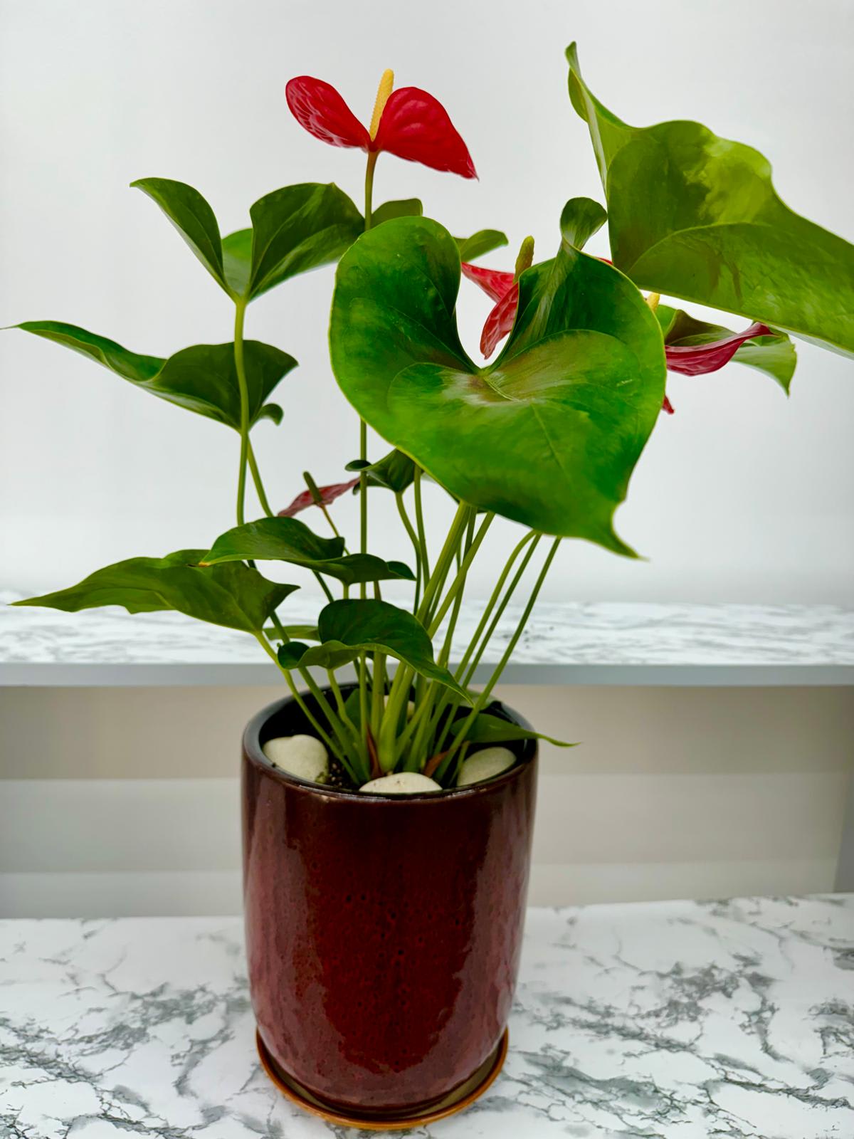 Potted anthurium plant with red blooms in a glossy red container