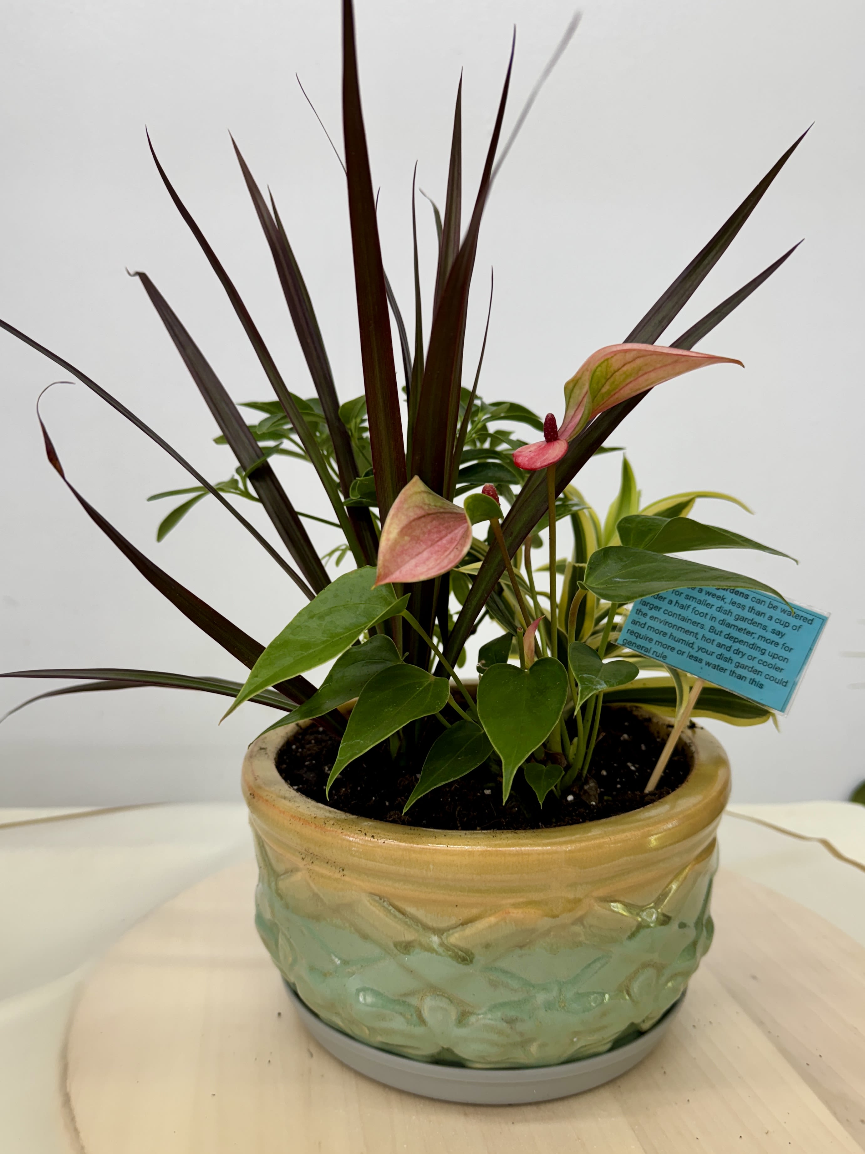  Small Dish garden in ceramic  by Joly's FlorisS - Lush dish garden is full of lively green plants that are artfully arranged into a handsome dish garden, making it the perfect addition to any room.