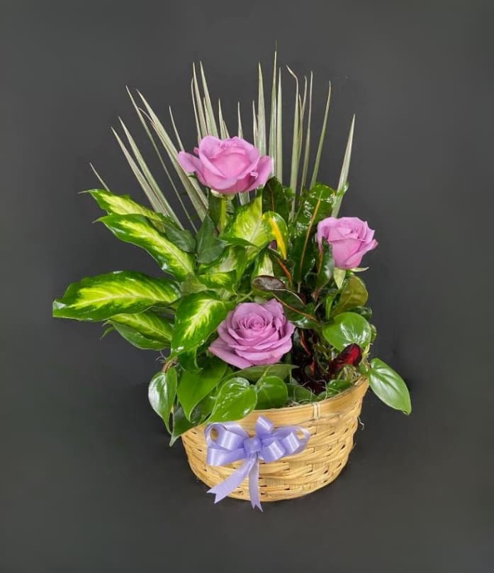 Basket of mixed green plants with three lavender roses and a lavender ribbon bow.