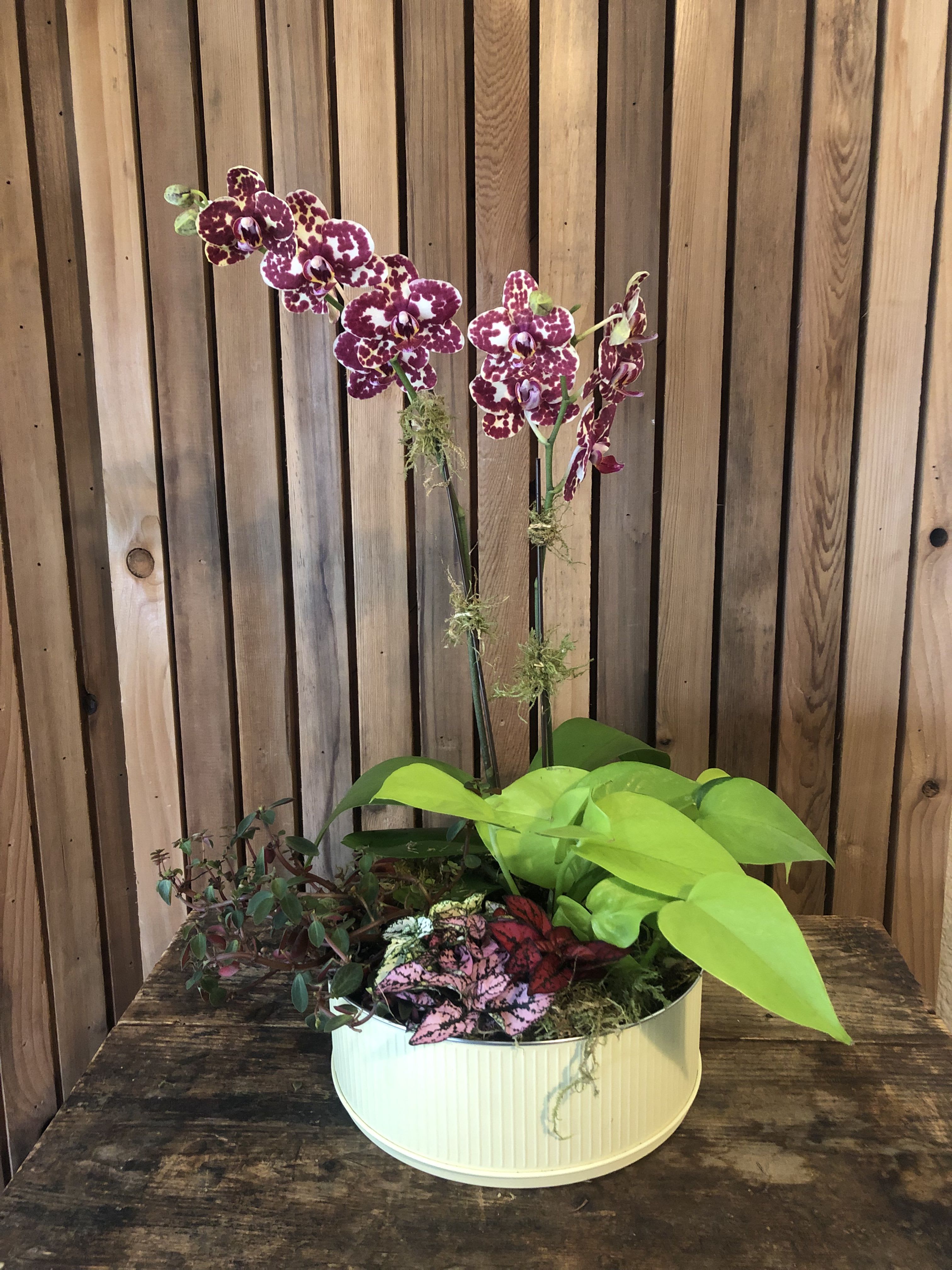 Orchid planter box  - Brighten someone’s day with this charming mixed planter! A gorgeous orchid takes the spotlight, surrounded by a mix of colorful blooms and greenery. Perfect for adding a touch of fun and elegance to any space