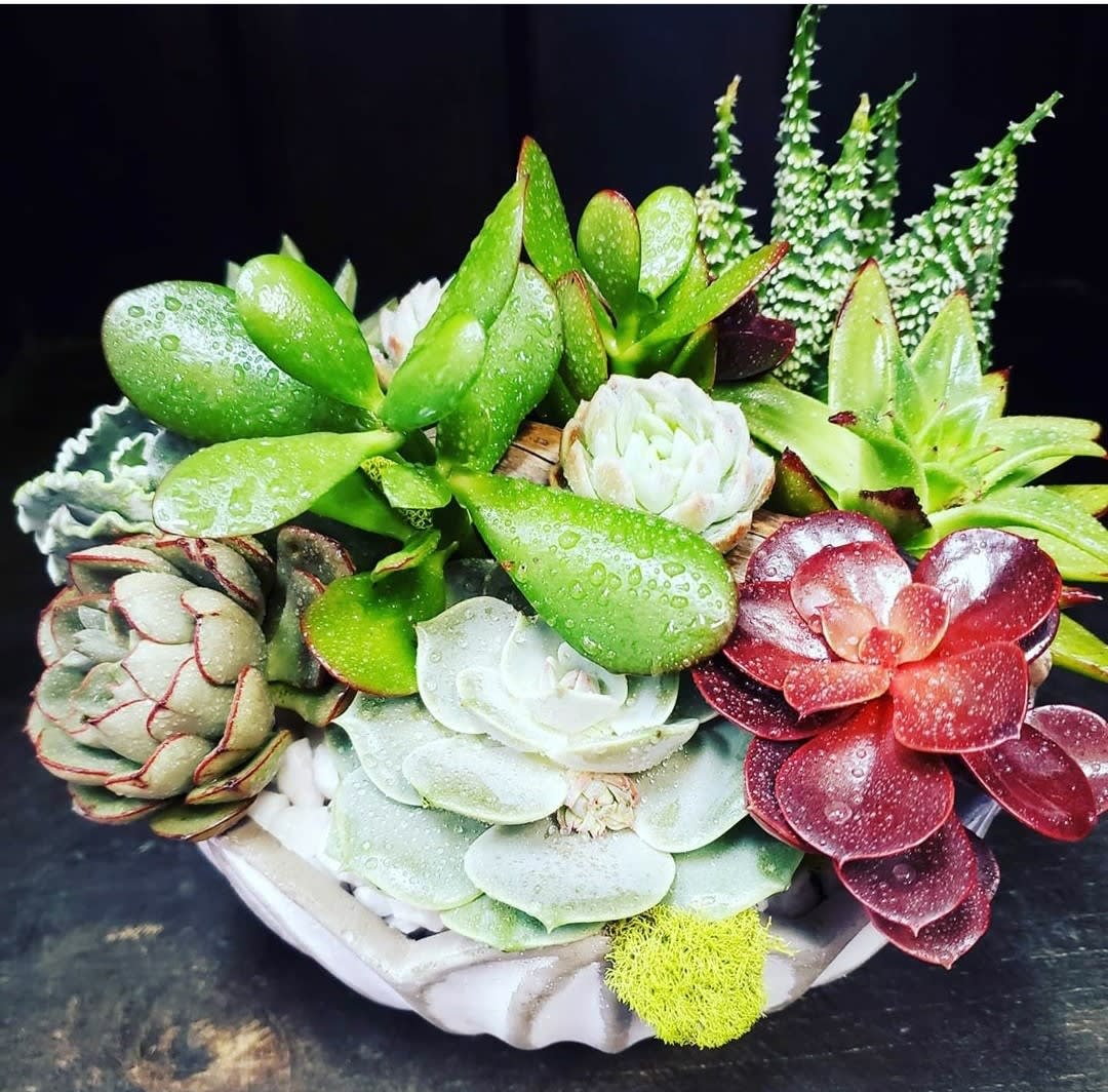 Arrangement of assorted succulents in a shallow white container