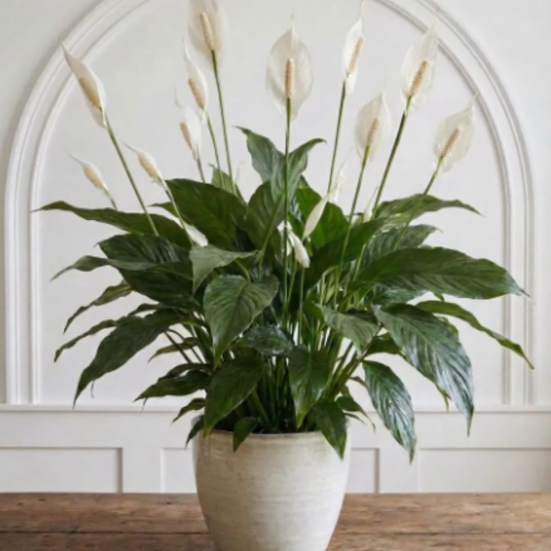  Peace Lily Plant - A full peace lily plant makes an immediate calm statement-the glossy dark-green leaves and upright white spathes create a peaceful focal point perfect for a sympathy arrangement, a thoughtful housewarming gift, or to brighten everyday indoor decor. As a potted flower arrangement for anniversaries, get‑well wishes, or "thinking of you" moments, this peace lily offers a quiet, restorative presence that helps the person you're sending to feel comforted and cared for.  This plant arrives potted in a simple beige ceramic planter that highlights the white and green palette; the broad, glossy foliage and several white spathes rise gracefully above the leaves for an elegant, low‑maintenance display. The Peace Lily Plant fits well on tabletops, entryways, or office desks and pairs naturally with neutral or modern interiors. Care is straightforward: keep soil evenly moist, give bright indirect light, and wipe leaves occasionally to maintain that fresh sheen. Available for same‑day delivery around Indianapolis, IN, it's an easy, enduring way to show someone you're thinking of them.