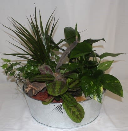 Potted tropical plant arrangement in a white container