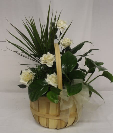 White carnations in a woven basket with dark green foliage and a ribbon bow