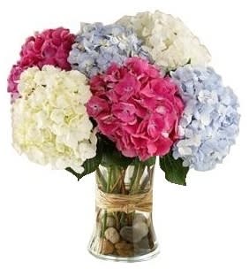 Bouquet of hydrangeas in pink, blue, and white in a glass vase