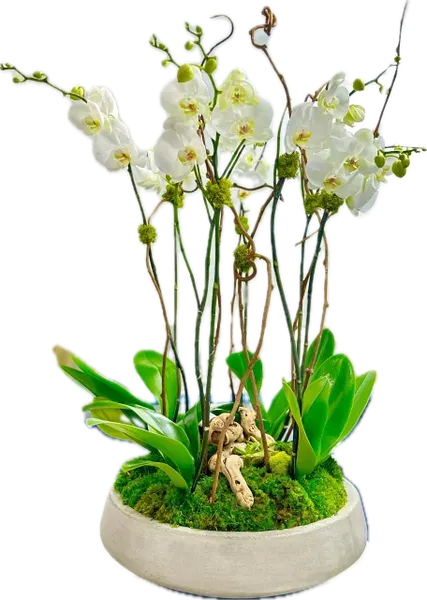 Rustic Orchid Plant - The Rustic Orchid Planter is made with white Phalaenopsis orchids, kiwi Vine, Grape wood, succulent plant and fresh moss, in a concrete round and beautiful contemporary vase and is perfect for a entrance of your house or lobby.... you will love it.  