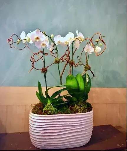 Potted orchid arrangement in a white ribbed planter