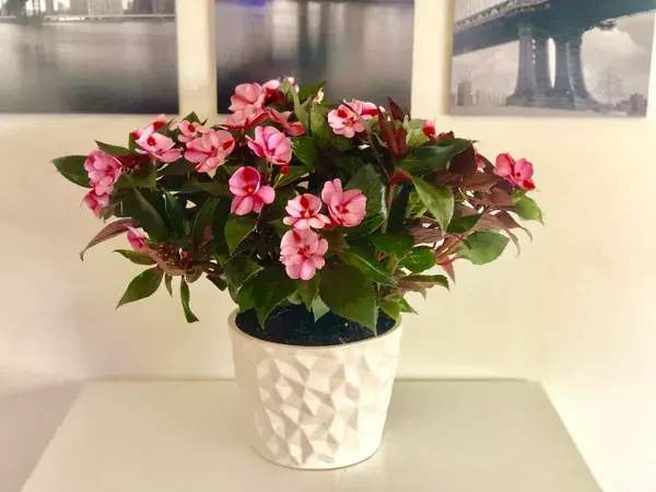 Pink flowering plant in a white textured pot