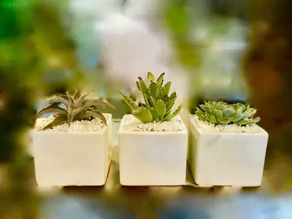 Three small succulents in white square pots with white pebbles