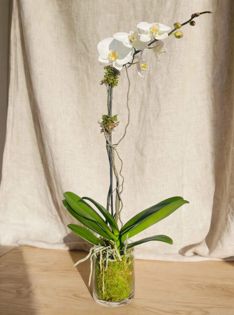 White orchid plant in a glass vase with moss